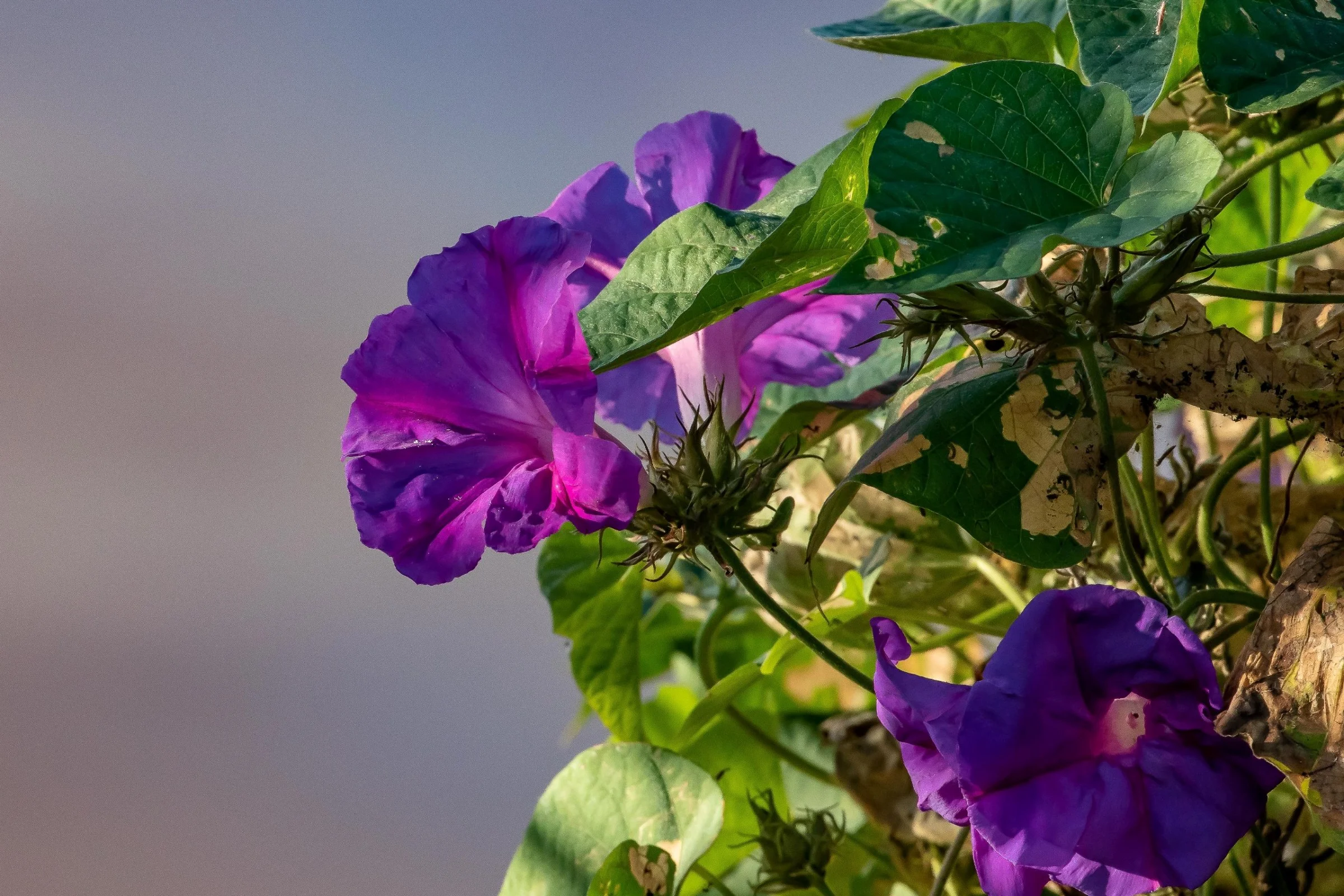 Blue Morning Glory,-435.JPG