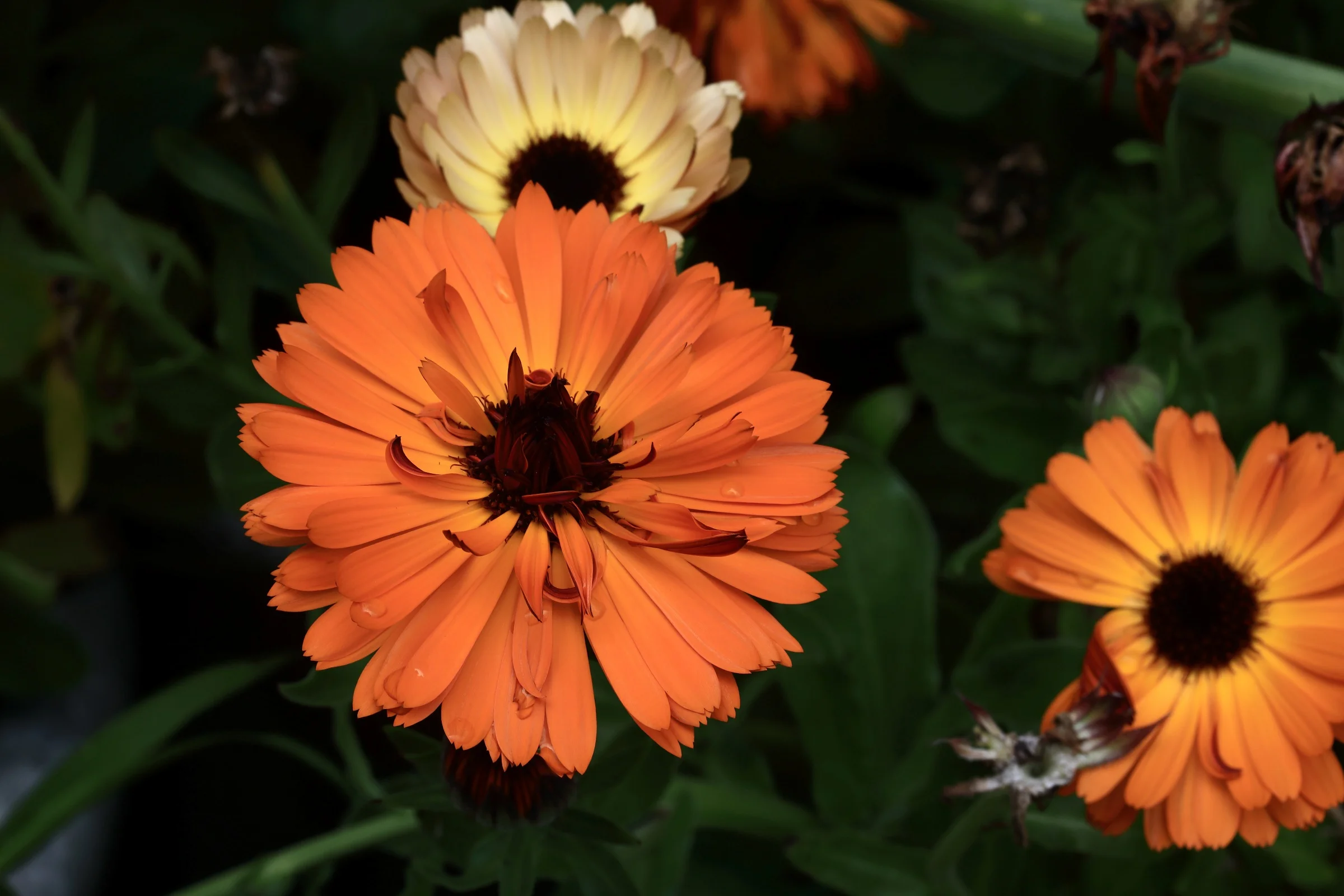 Calendula,-035.JPG