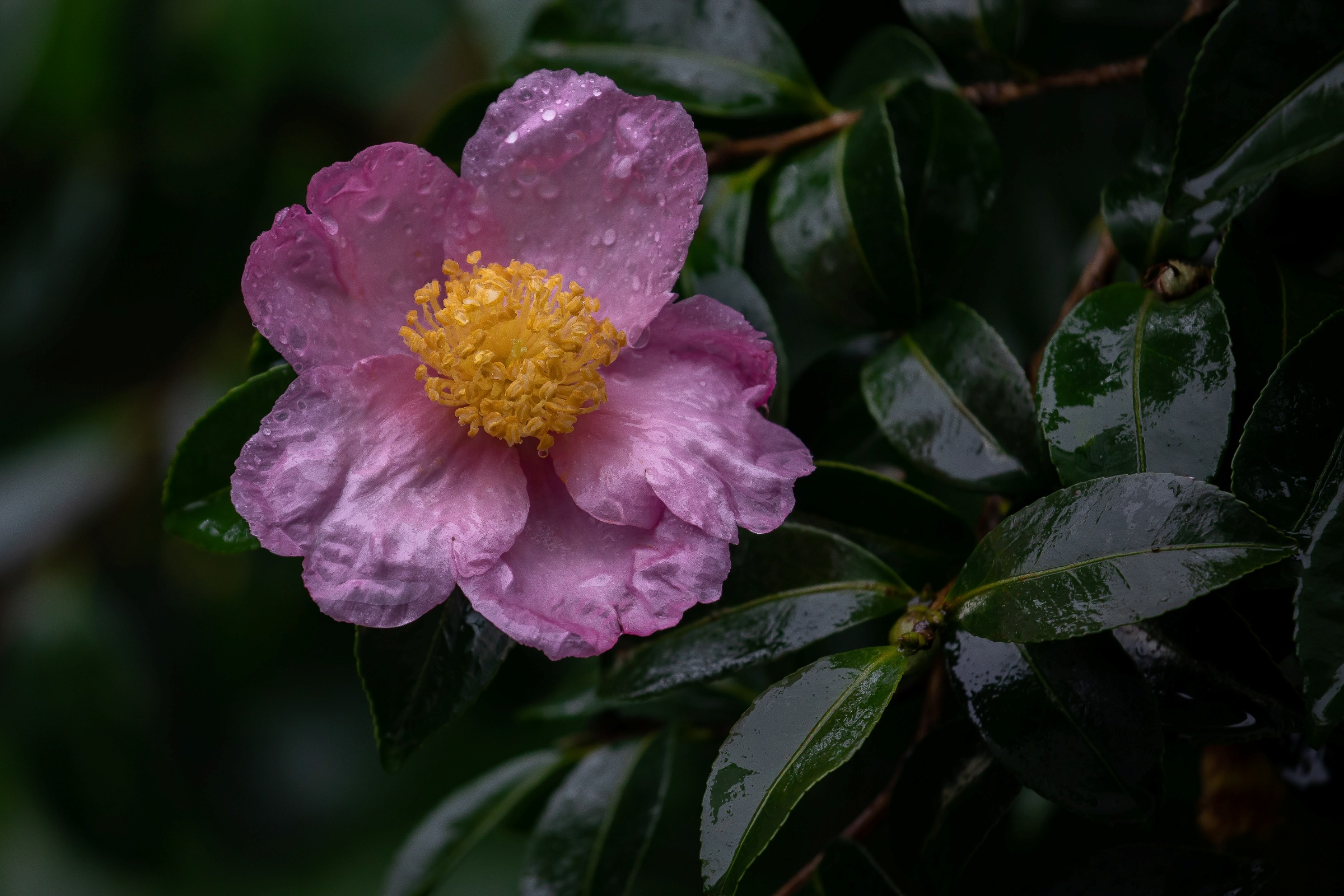 Camellia,-692.JPG