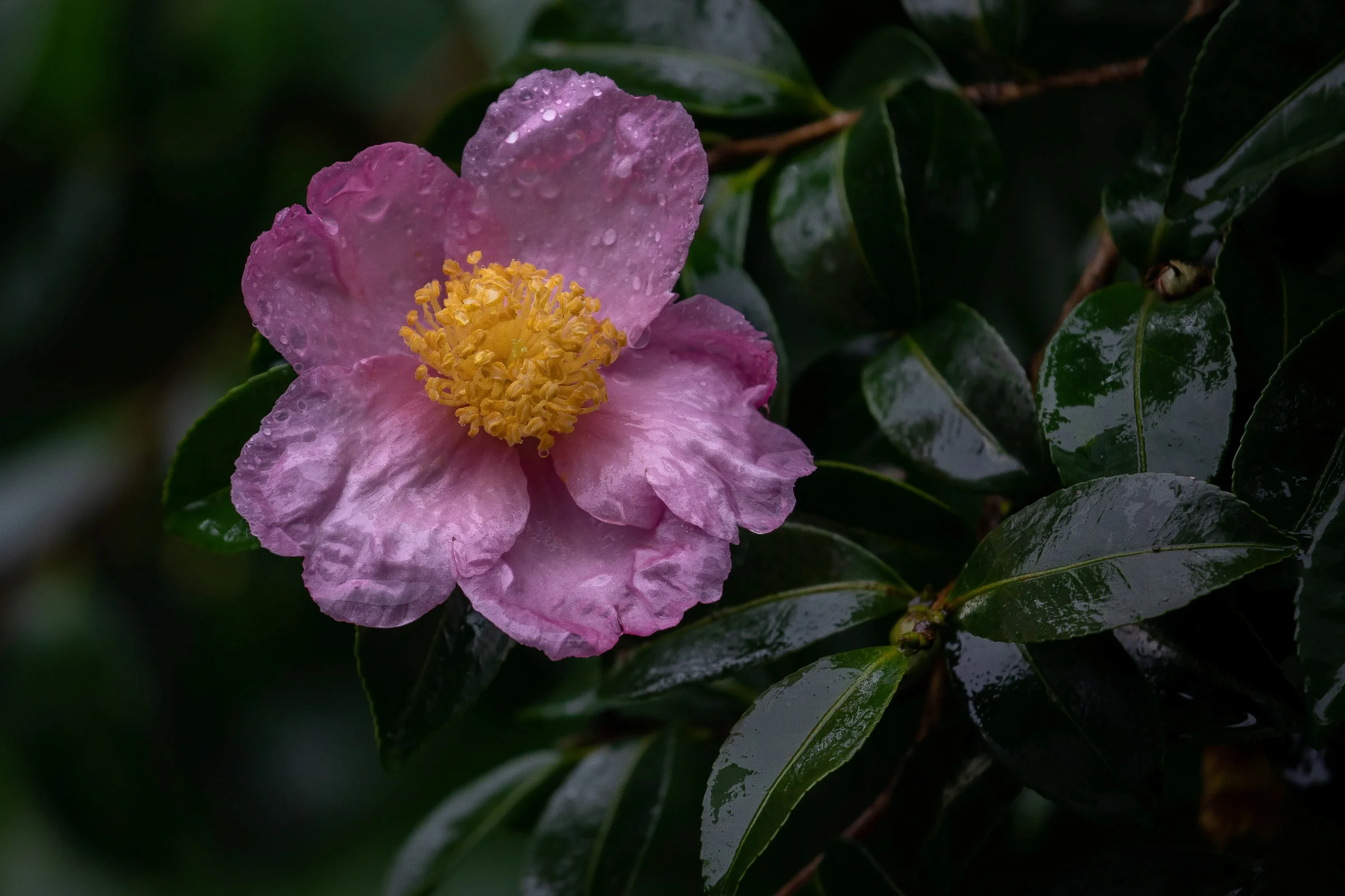Camellia,-692.JPG