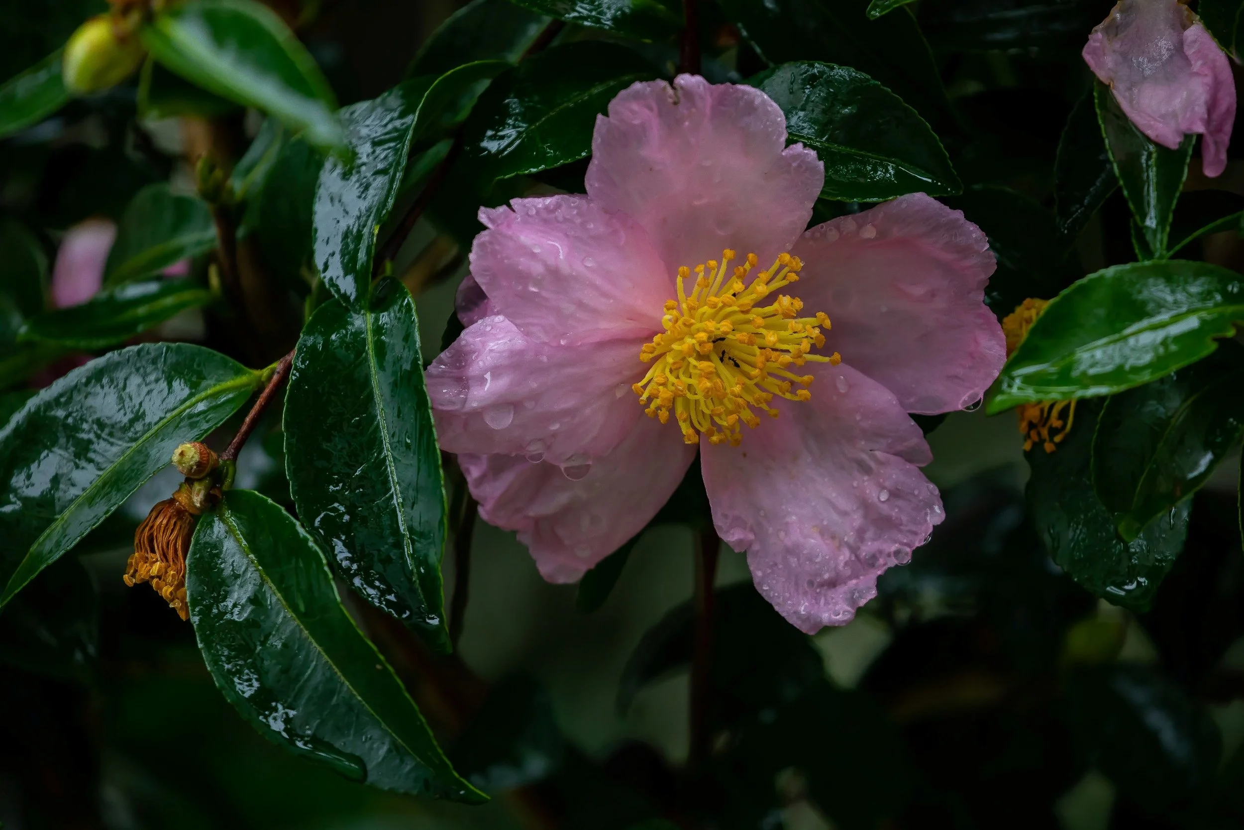 Camellia,-695.JPG