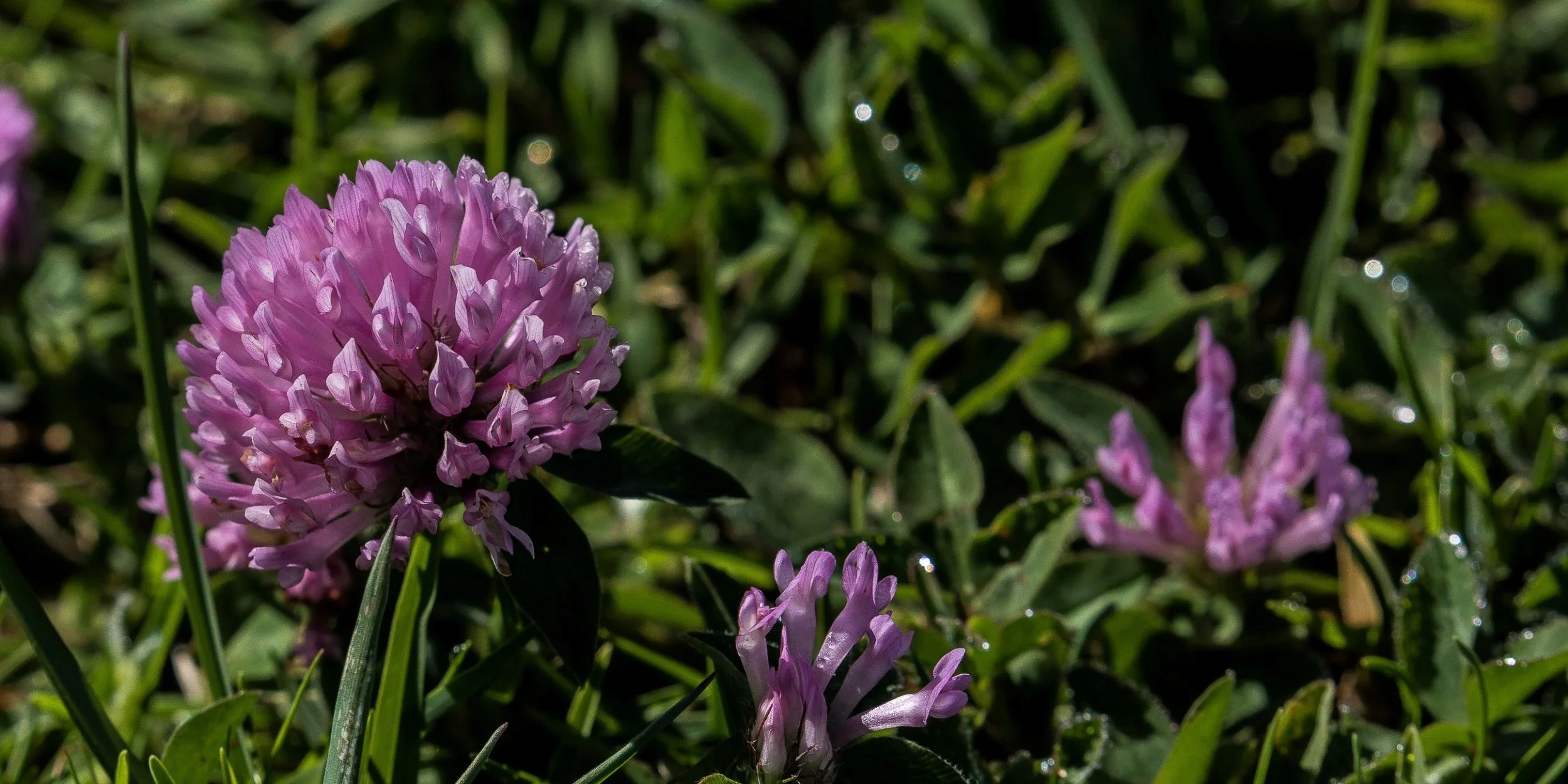 Clover,-067.JPG