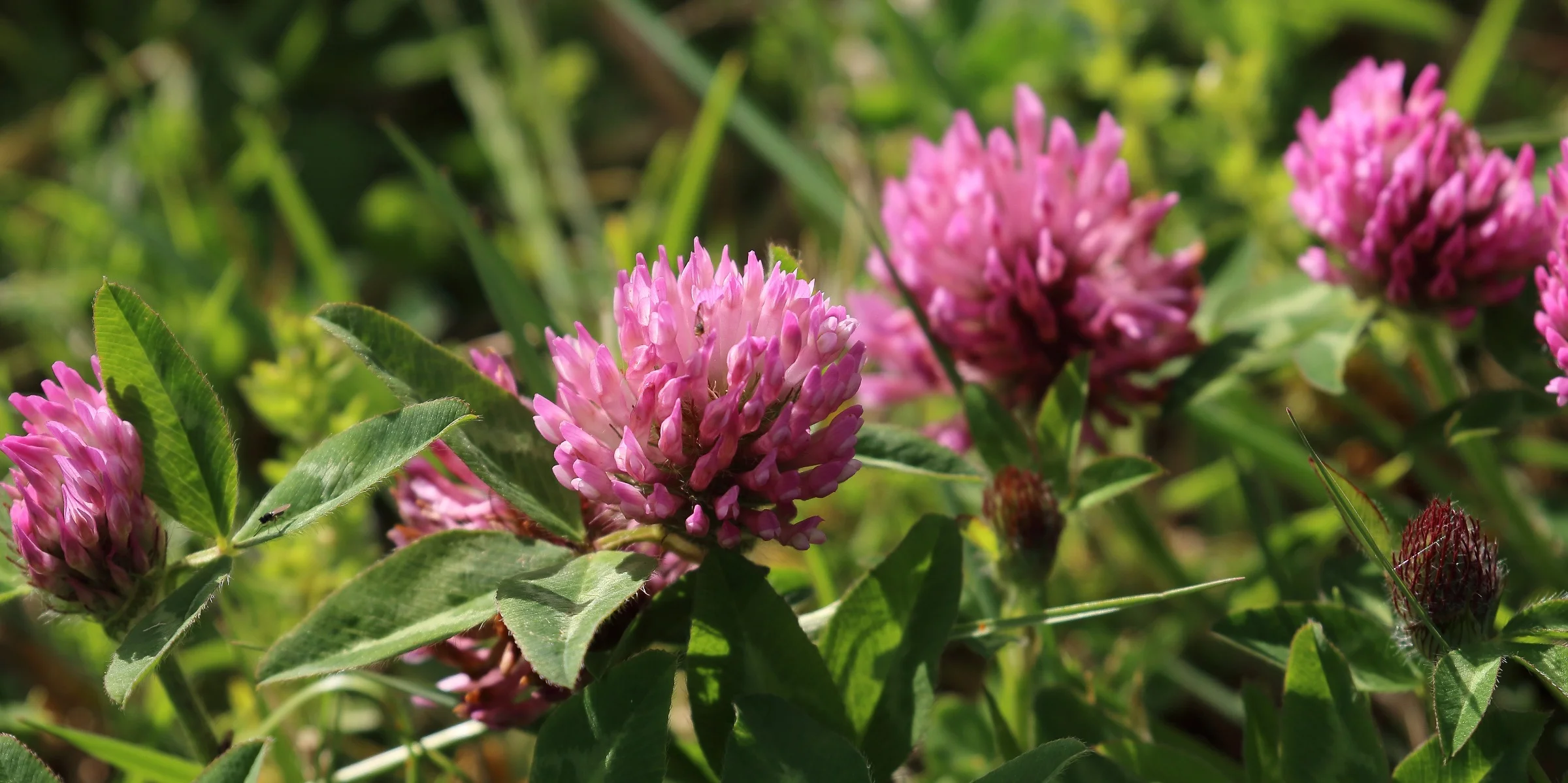 Clover,-148.JPG