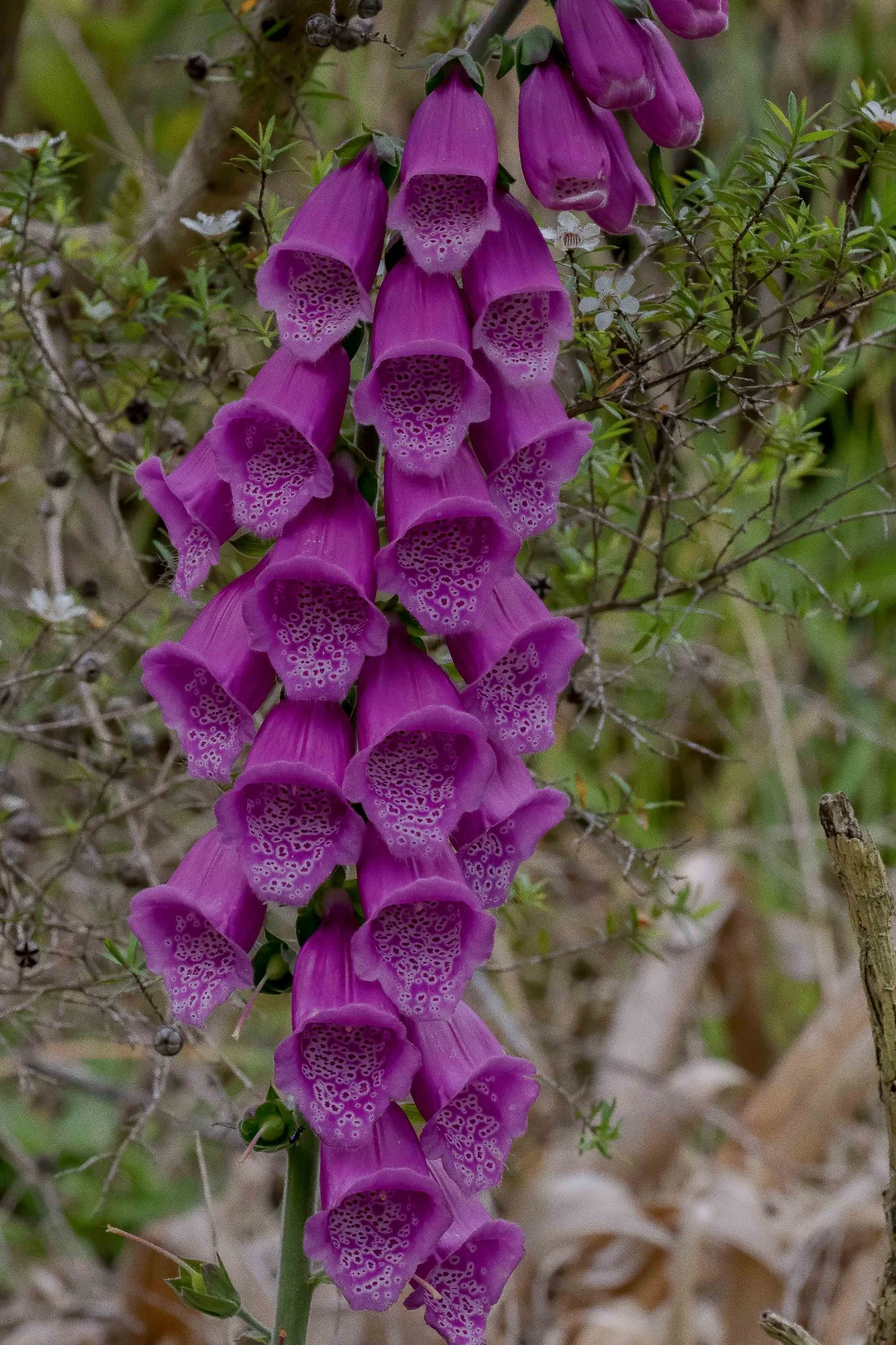Foxglove,-030.JPG