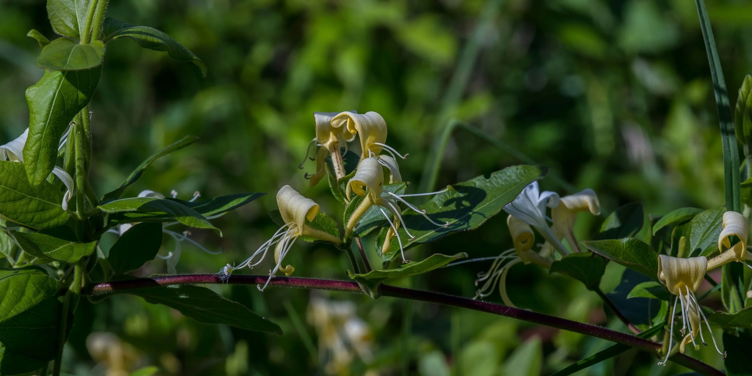Honeysuckle,-209.JPG