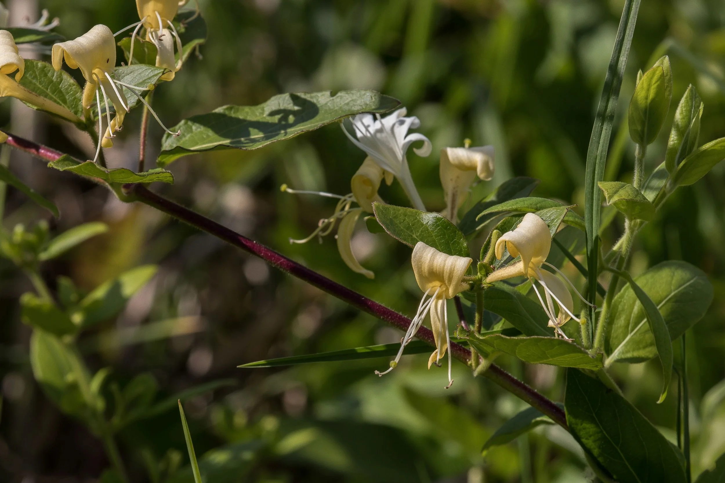 Honeysuckle,-212.JPG