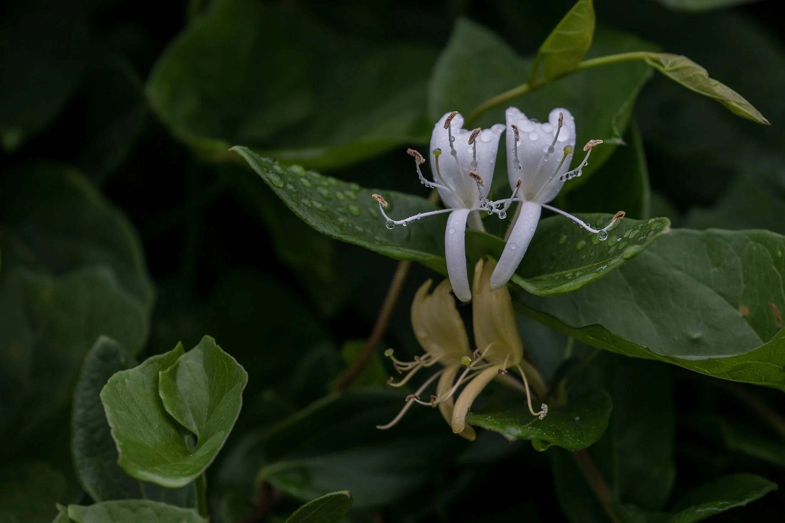 Honeysuckle,-370.JPG