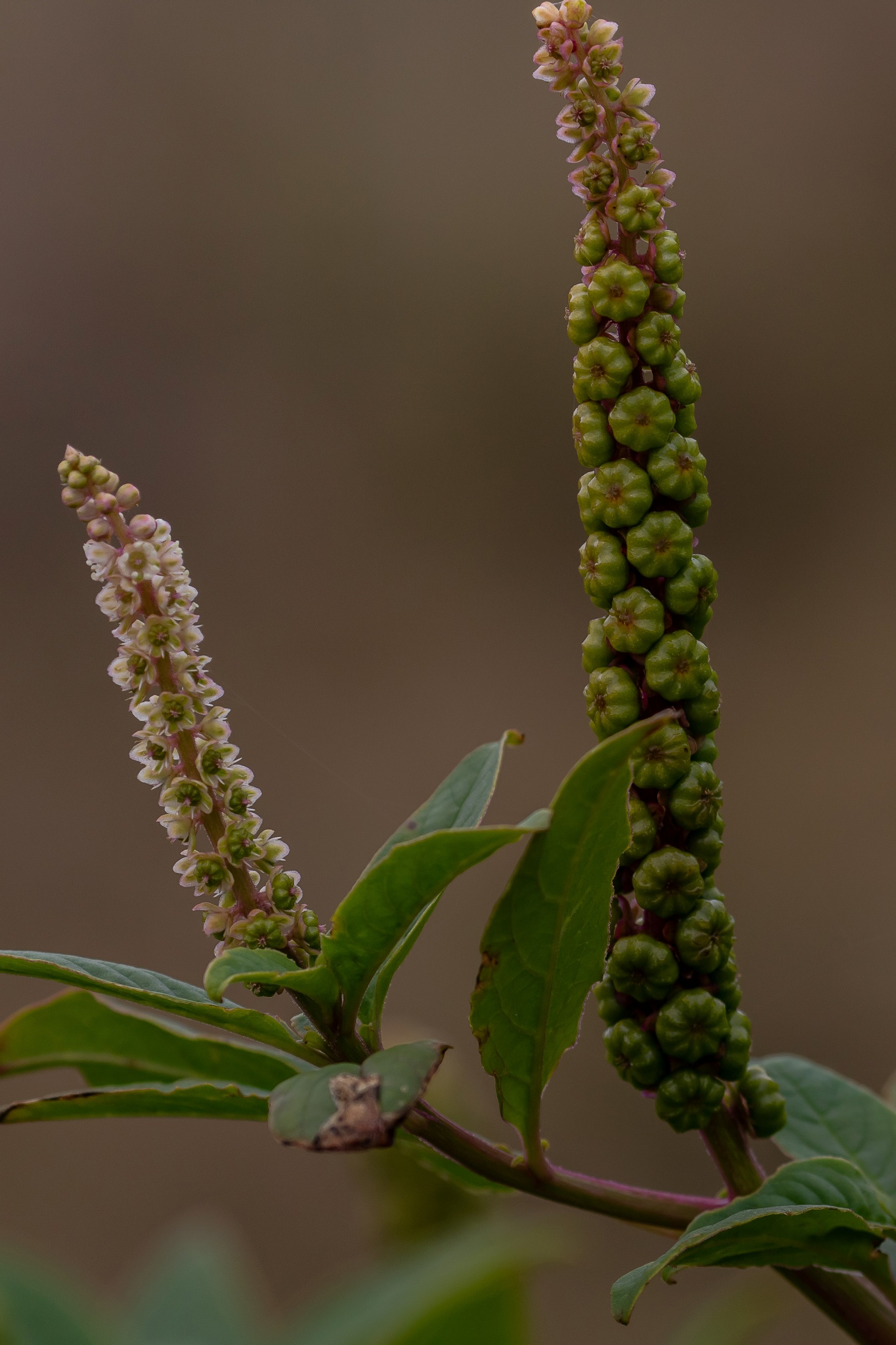 Inkweed,Phytolacca octandra,-126.JPG