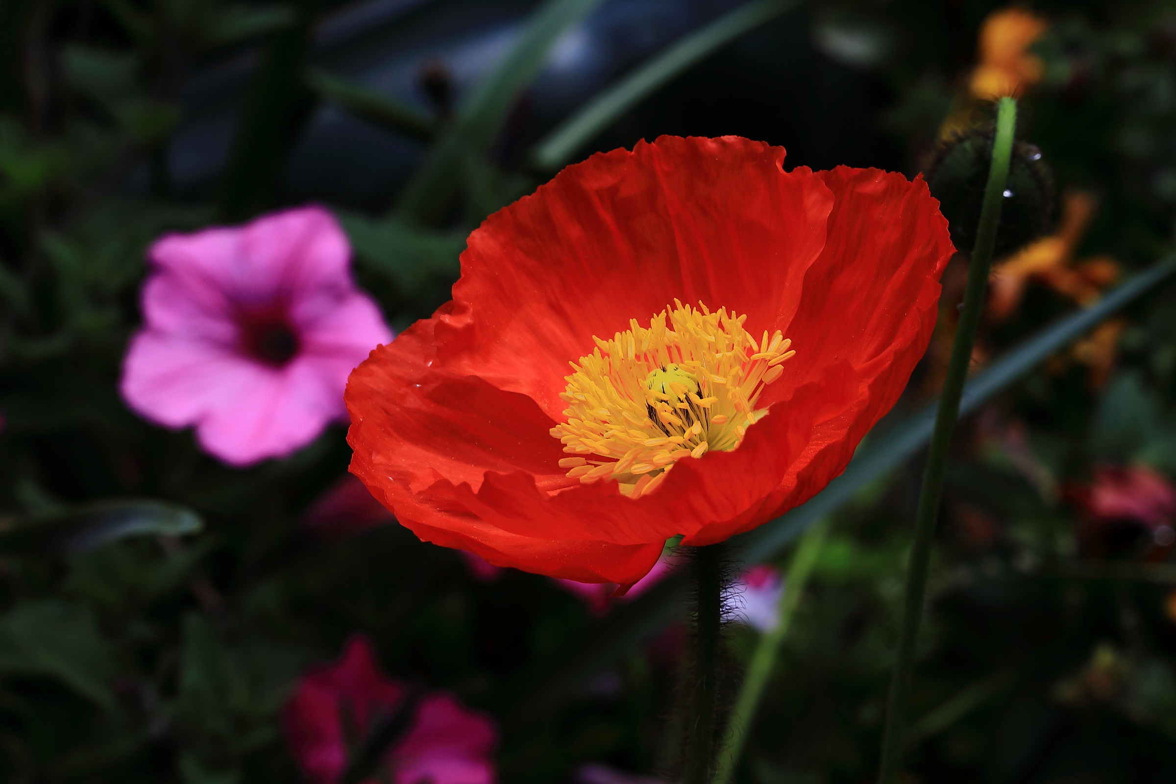 Poppy,-038.JPG