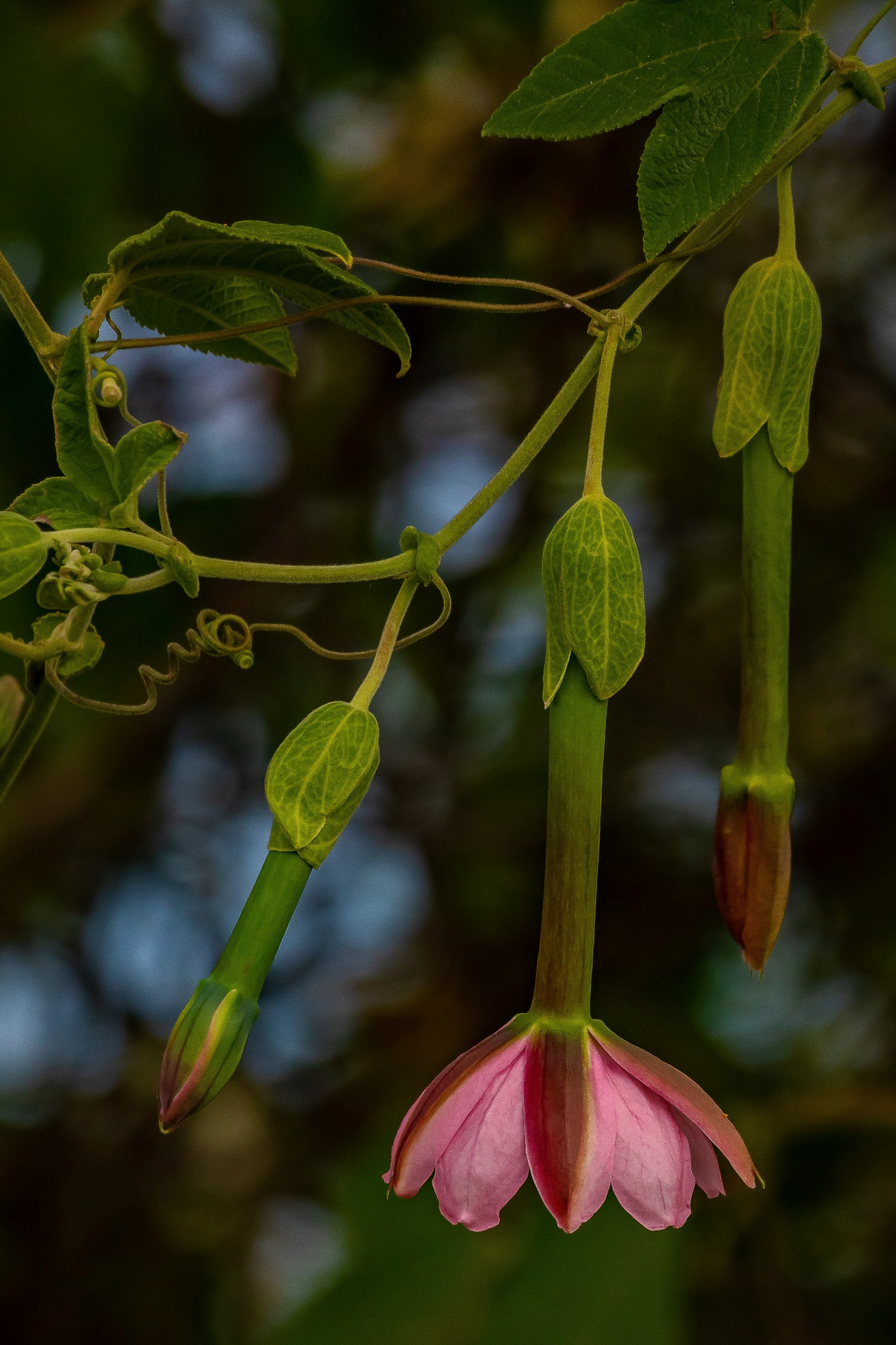 Passion Fruit,-009.JPG