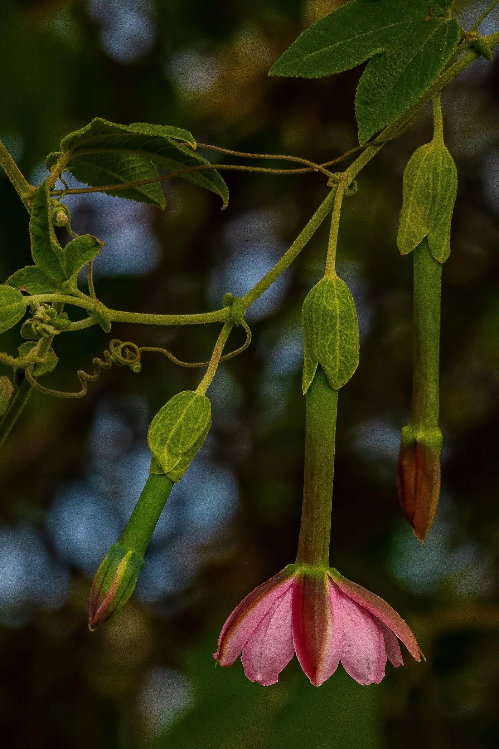 Passion Fruit,-009.JPG