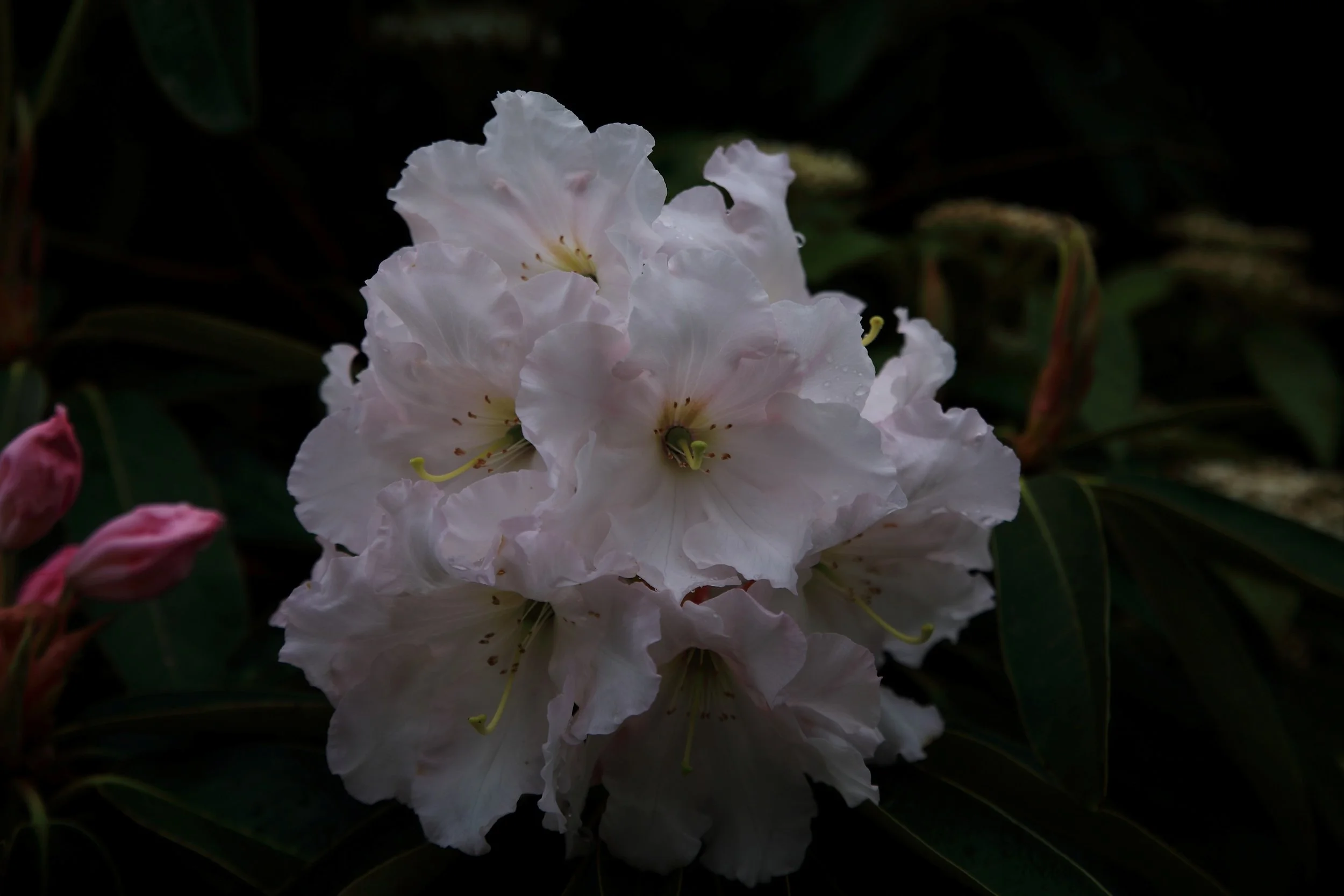 Rhodo, Rerewhakaaitu,-304.JPG