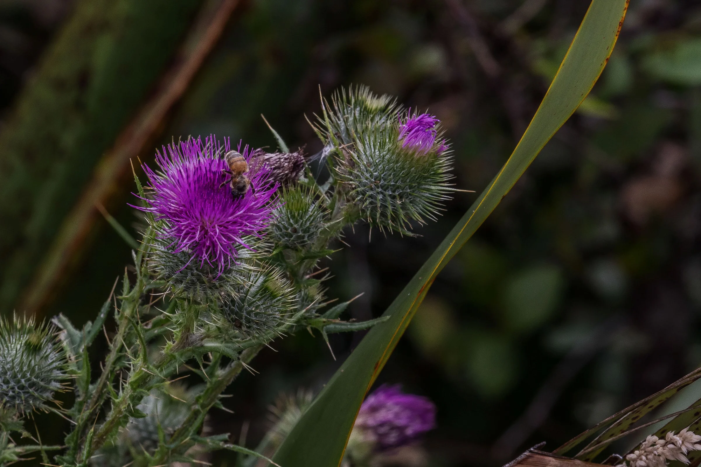 Thistle,-509.JPG