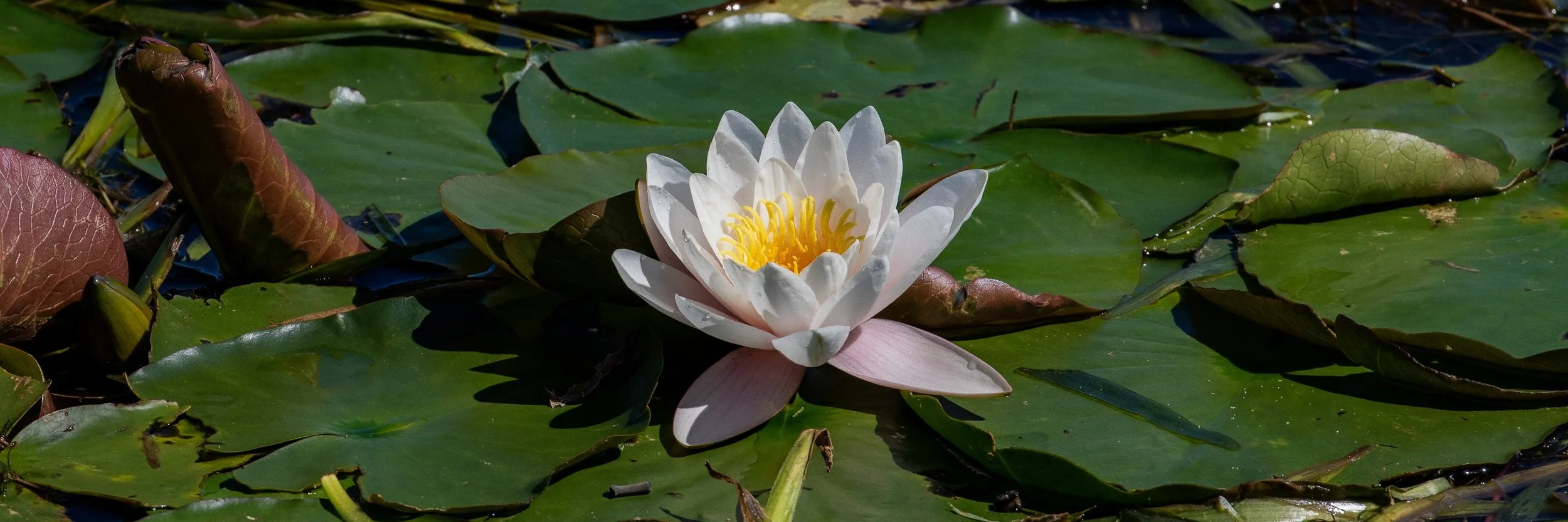 Waterlilly,-007.JPG