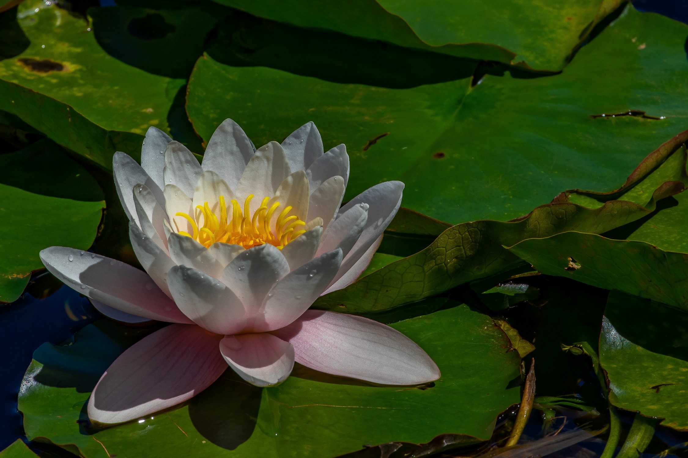 Waterlilly,-016.JPG
