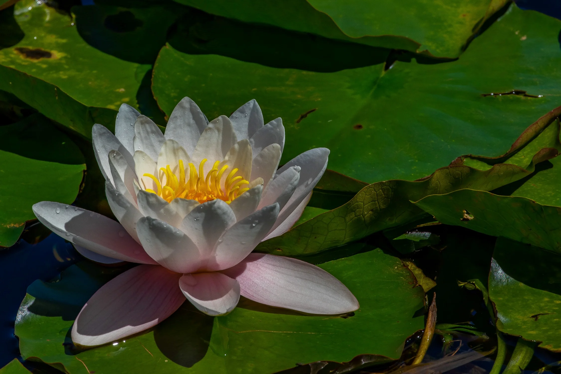 Waterlilly,-016.JPG