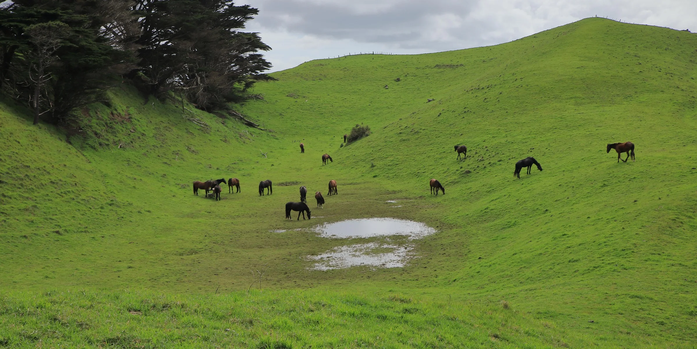Awhitu Peninsula,-819.JPG