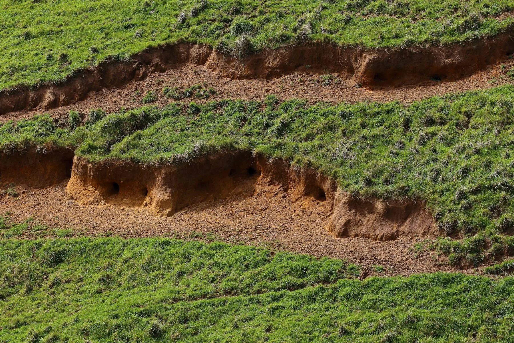 South Head Manukau Farmland,-331.JPG