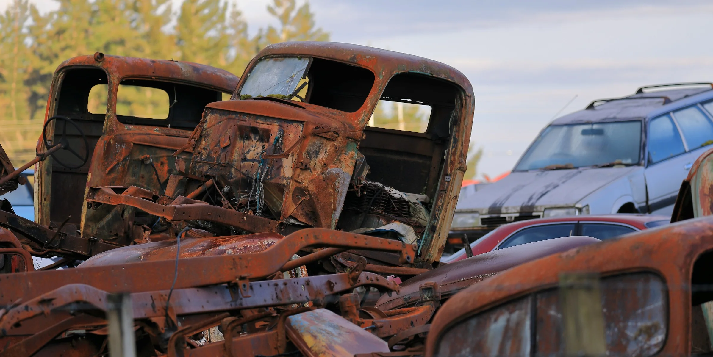 Horopito,Smash Palace,-731.JPG