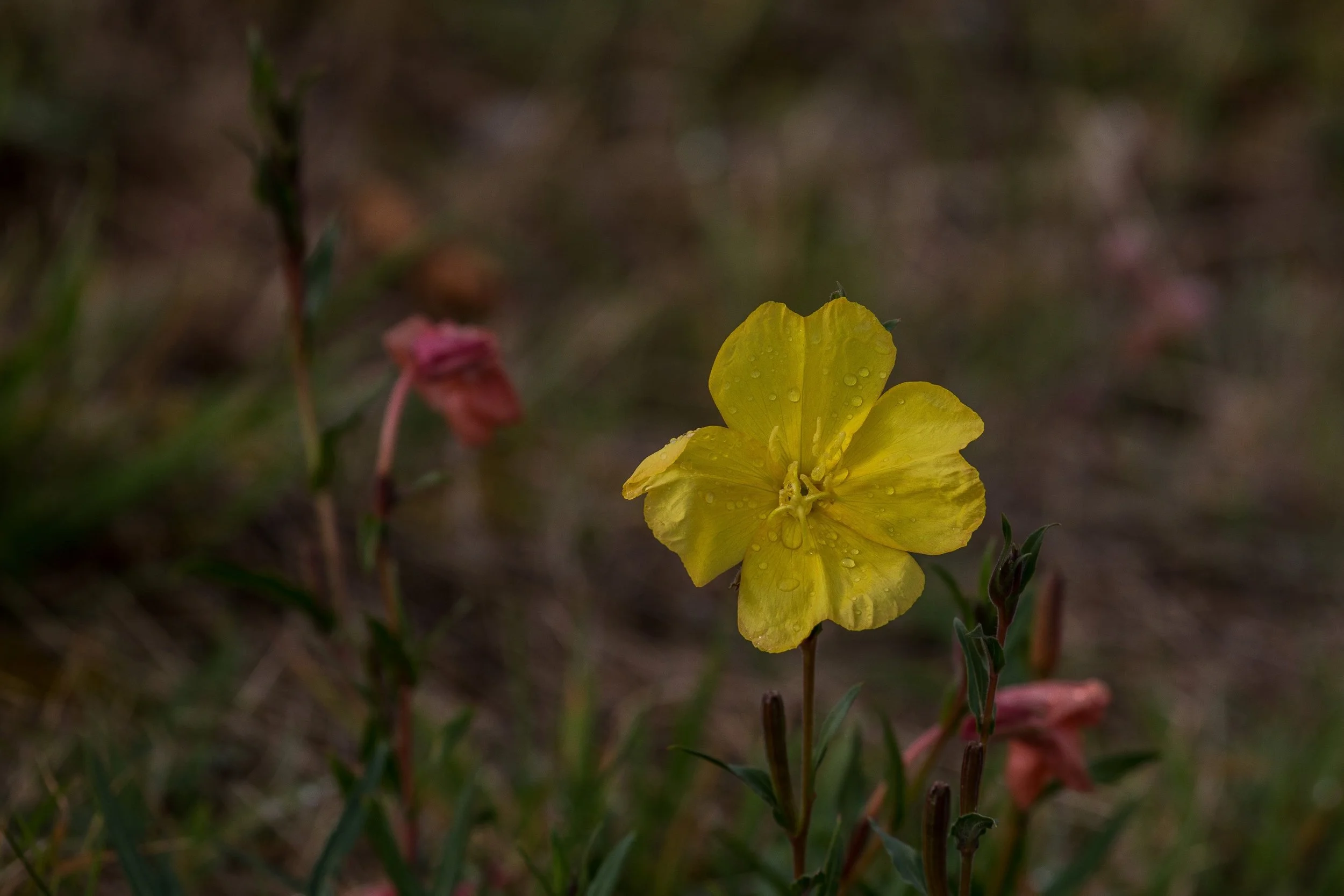 Lake Taupo,Lakeside Flower,-359.JPG