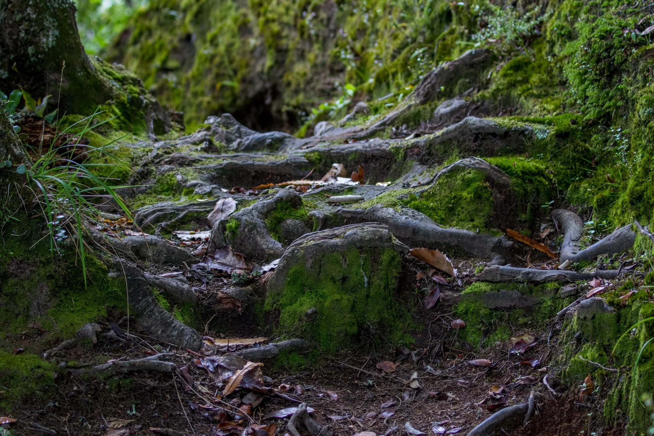 Boundary Stream Mainland Island Reserve,Hawkes Bay,-318.JPG