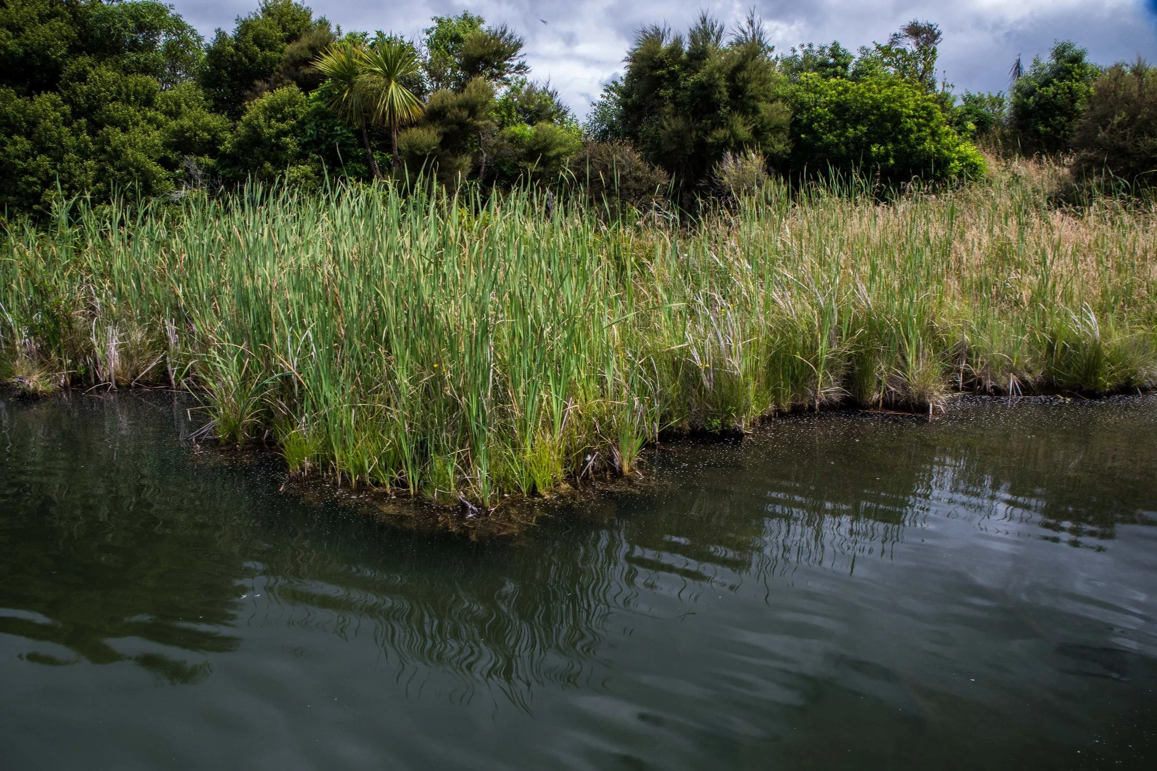 Hawke's Bay,Boundary Stream,Mainland Island Reserve,-602.JPG