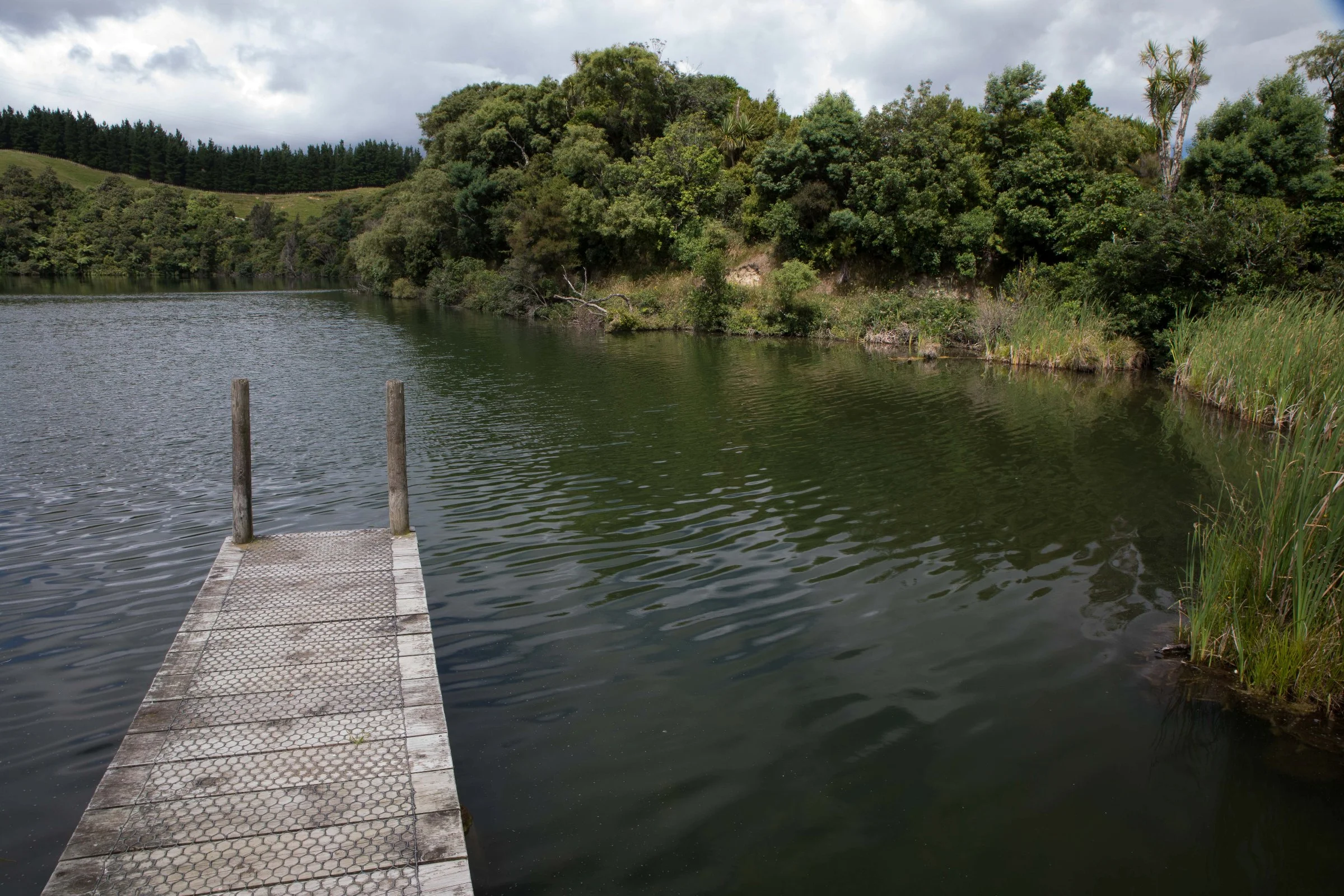 Hawke's Bay,Boundary Stream,Mainland Island Reserve,-604.JPG