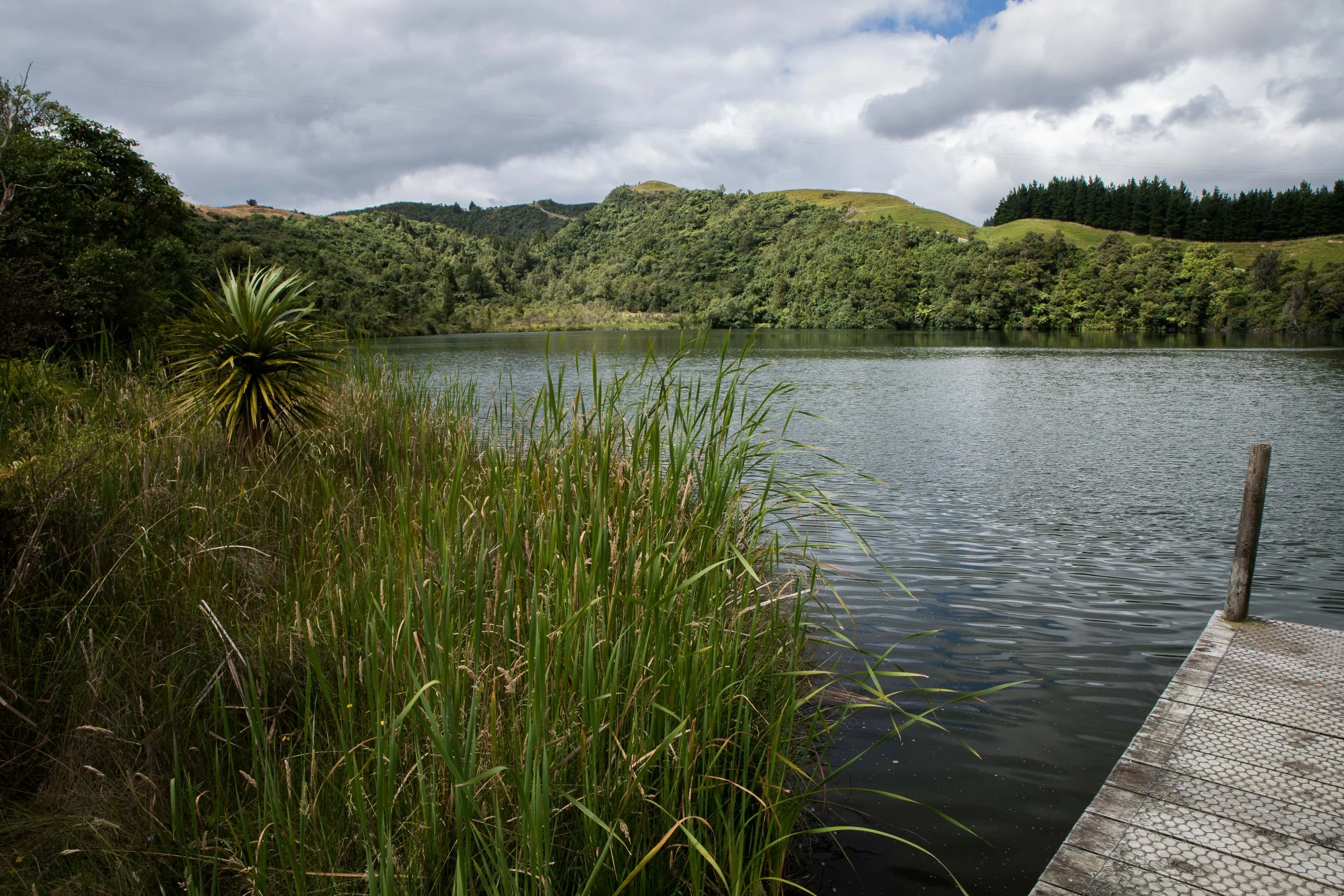 Hawke's Bay,Boundary Stream,Mainland Island Reserve,-605.JPG