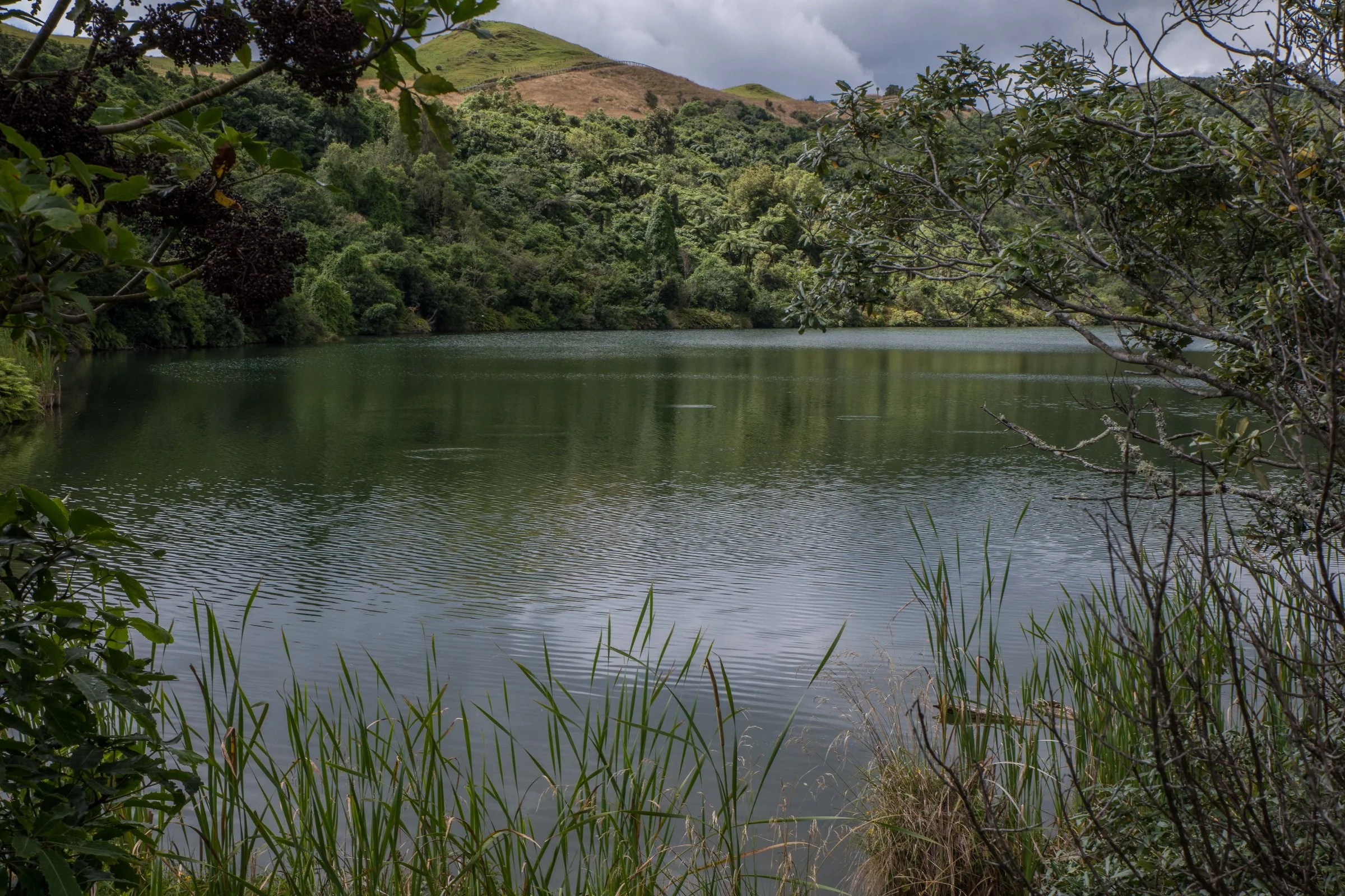 Hawke's Bay,Boundary Stream,Mainland Island Reserve,-608.JPG