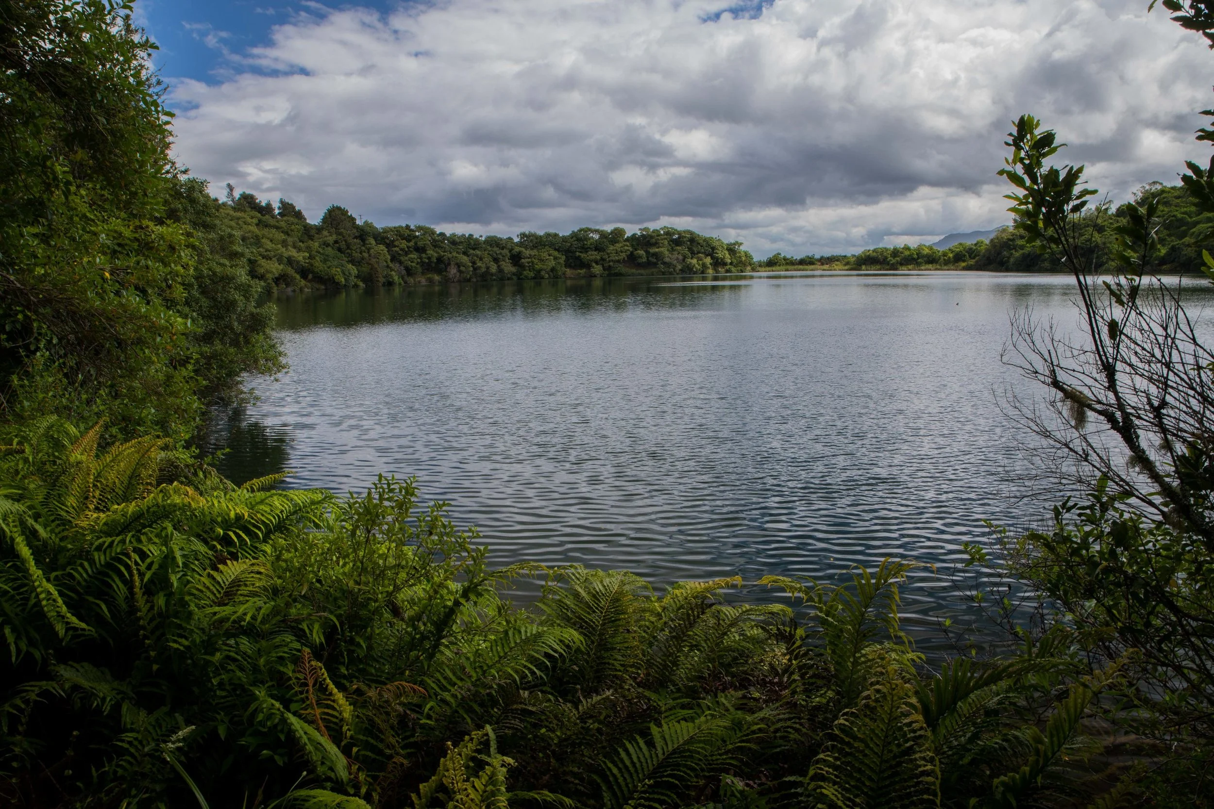 Hawke's Bay,Boundary Stream,Mainland Island Reserve,-625.JPG
