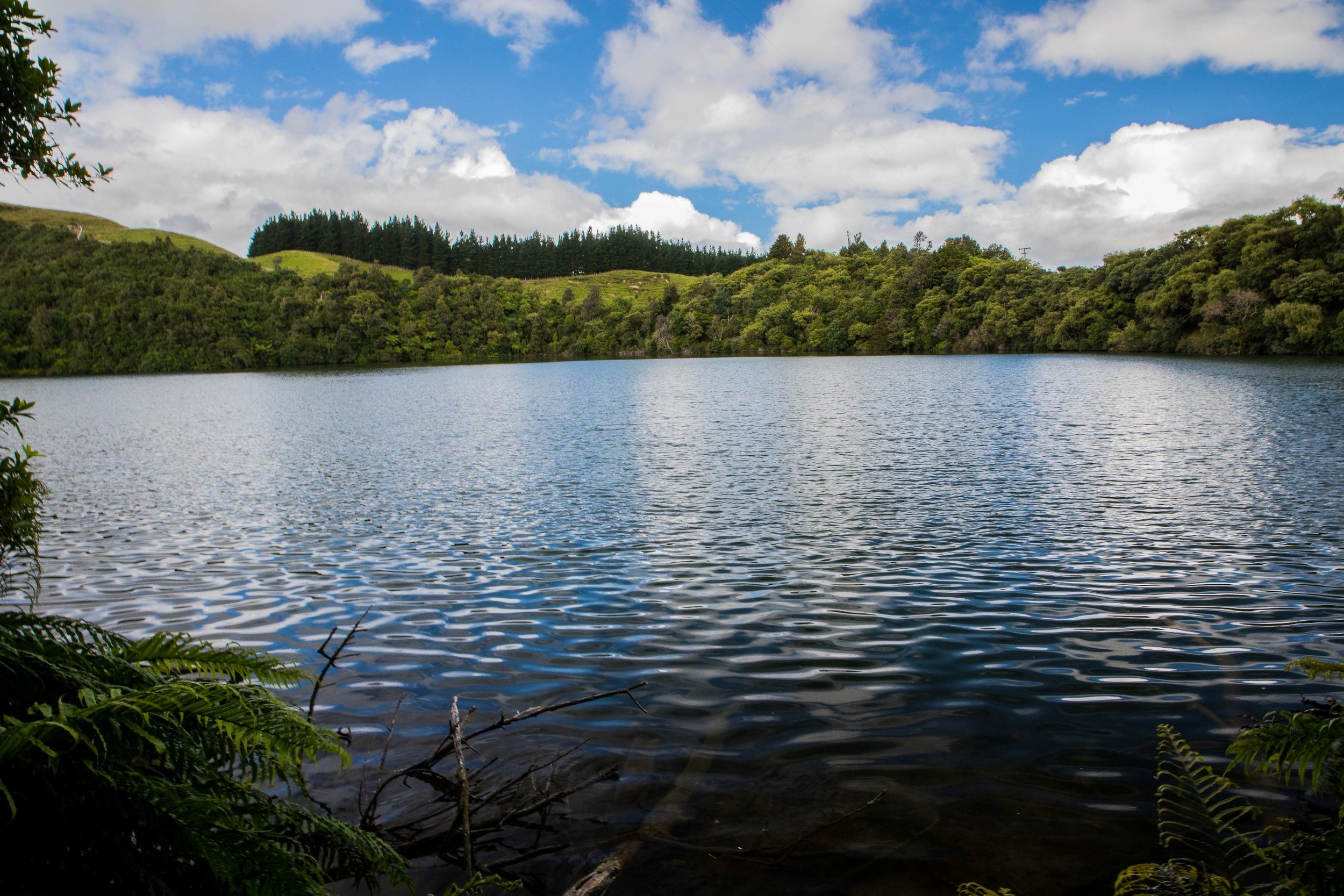 Hawke's Bay,Boundary Stream,Mainland Island Reserve,-641.JPG