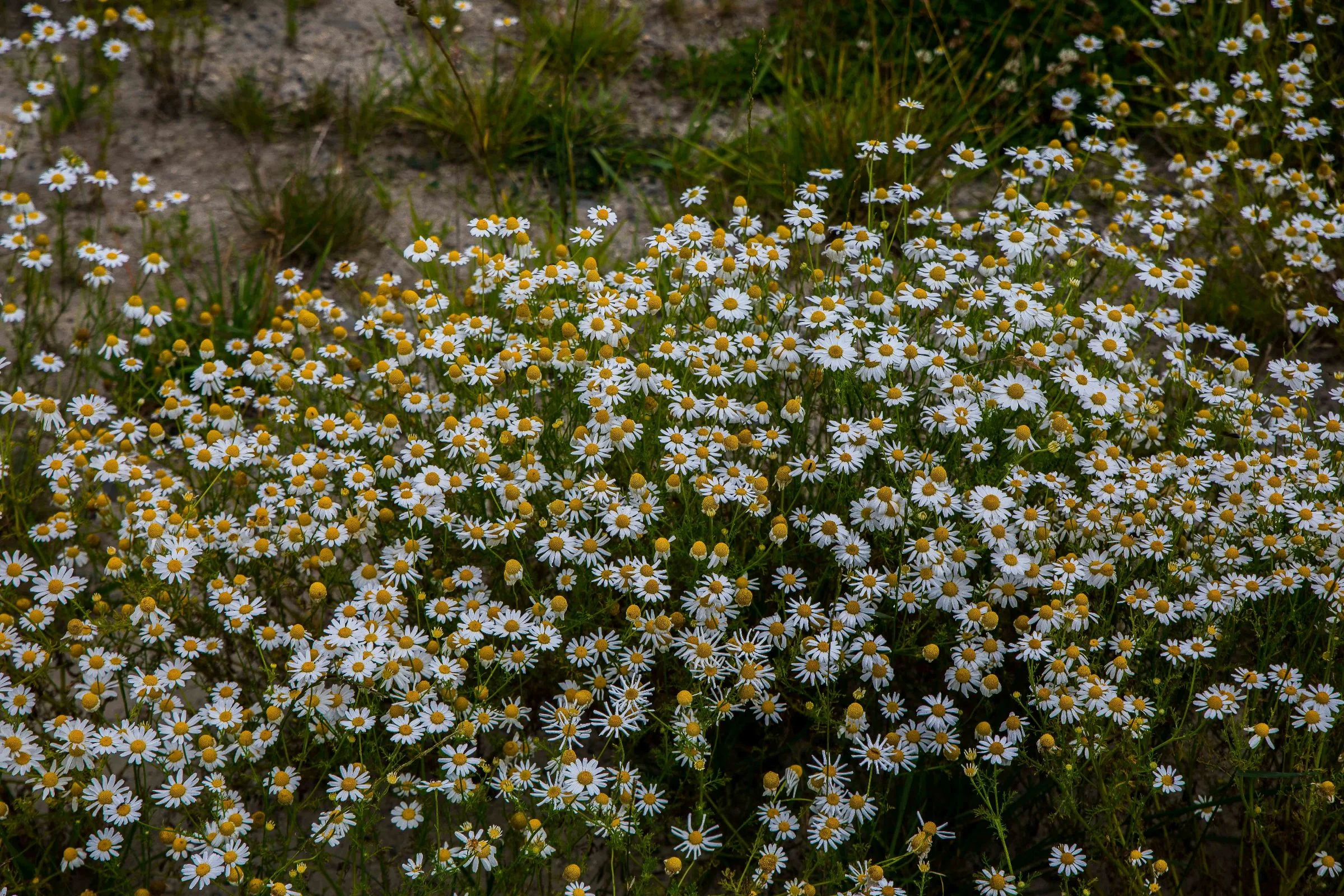 Hawke's Bay,Tutira,-570.JPG