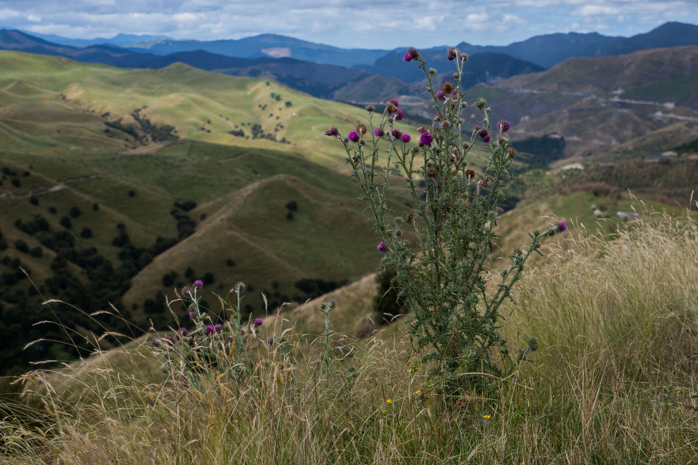 Hawke's Bay,Tutira,-573.JPG