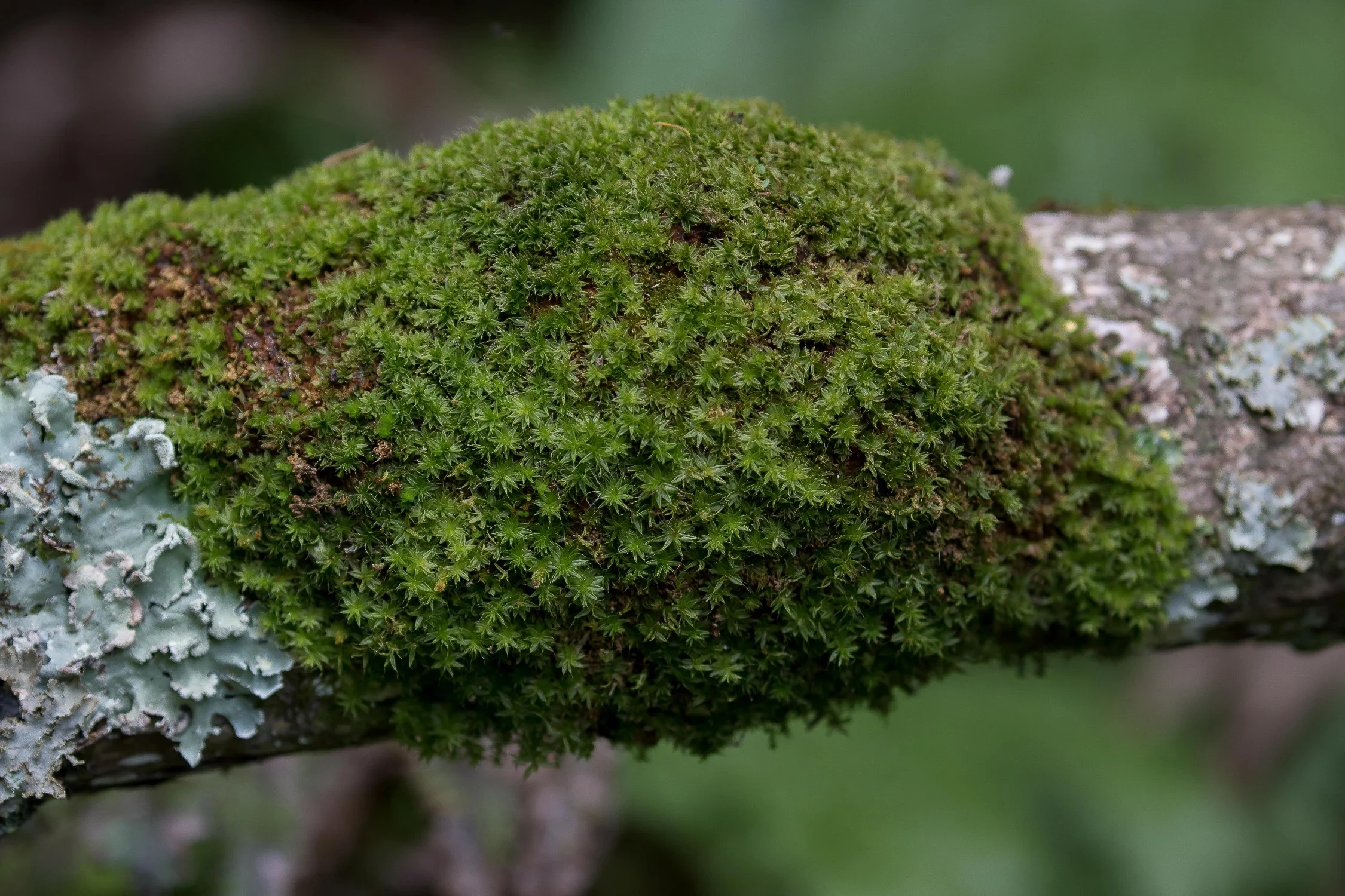 Moss,Boundary Stream Mainland Island Reserve,Hawkes Bay,-320.JPG