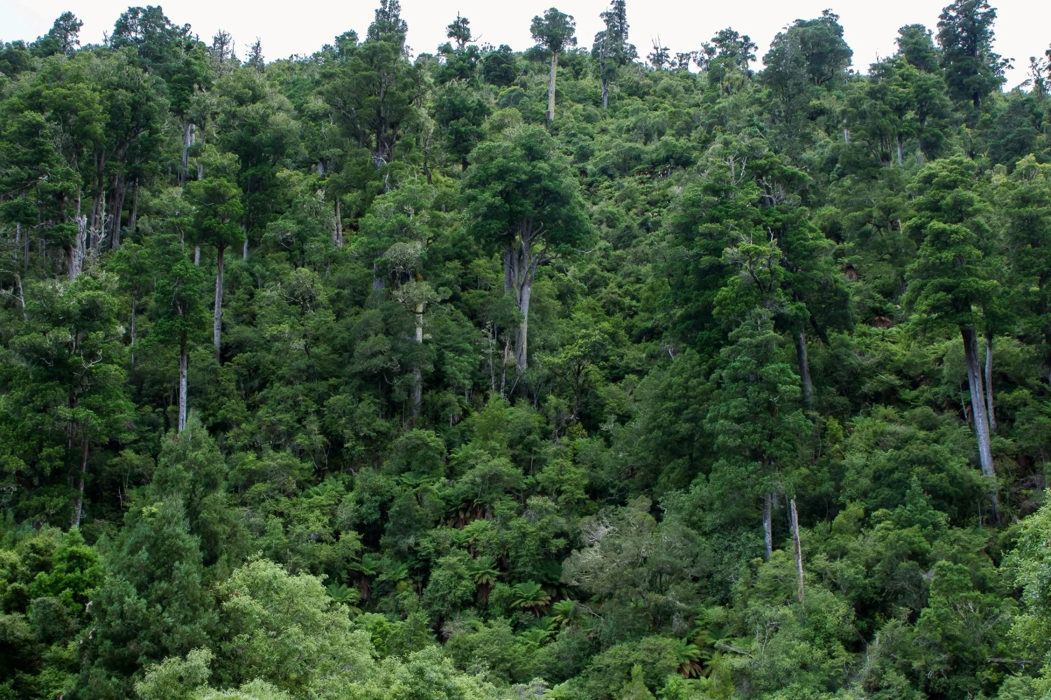 Pohokura,Hawkes Bay,-234.JPG