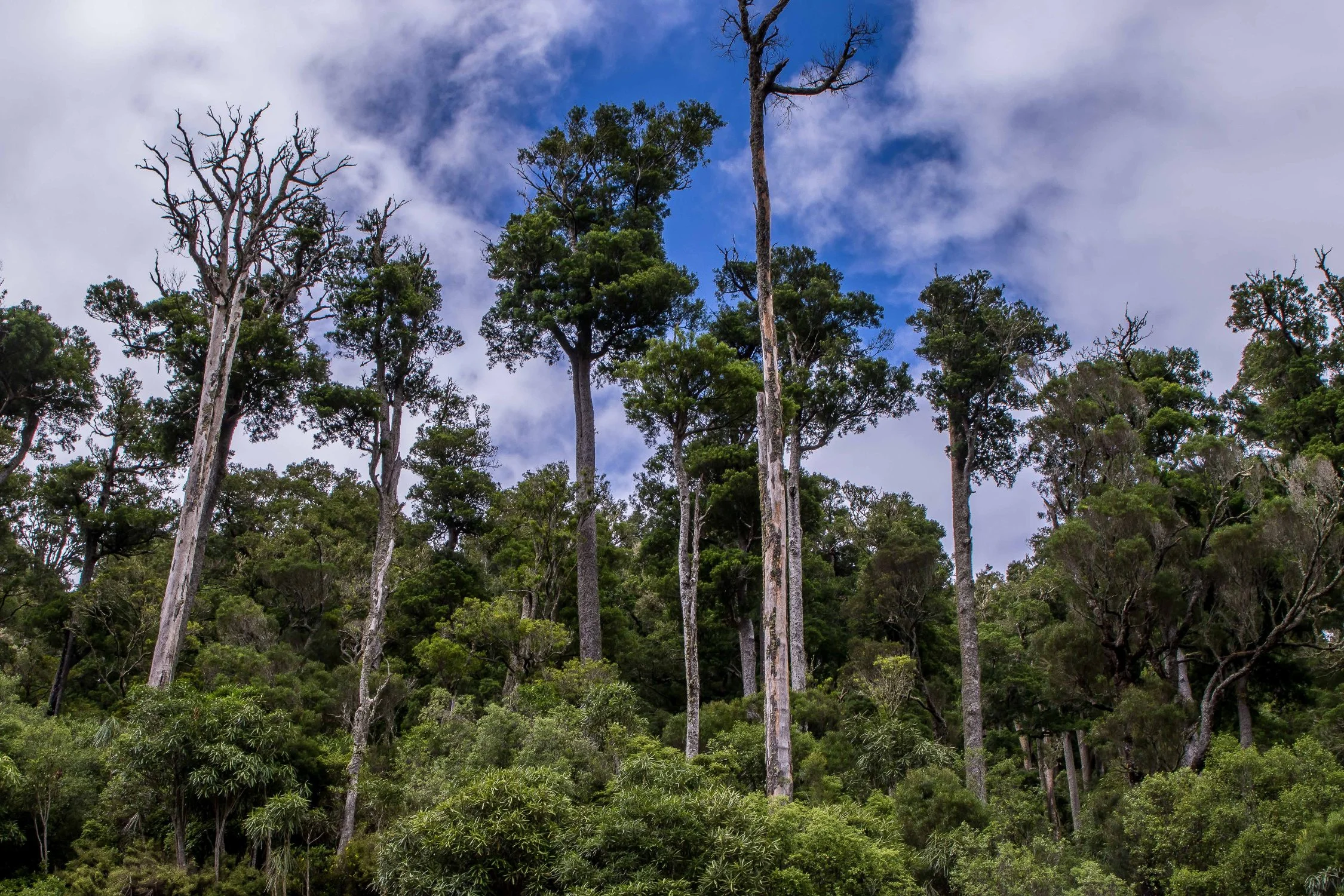 Pohokura,Hawkes Bay,-235.JPG