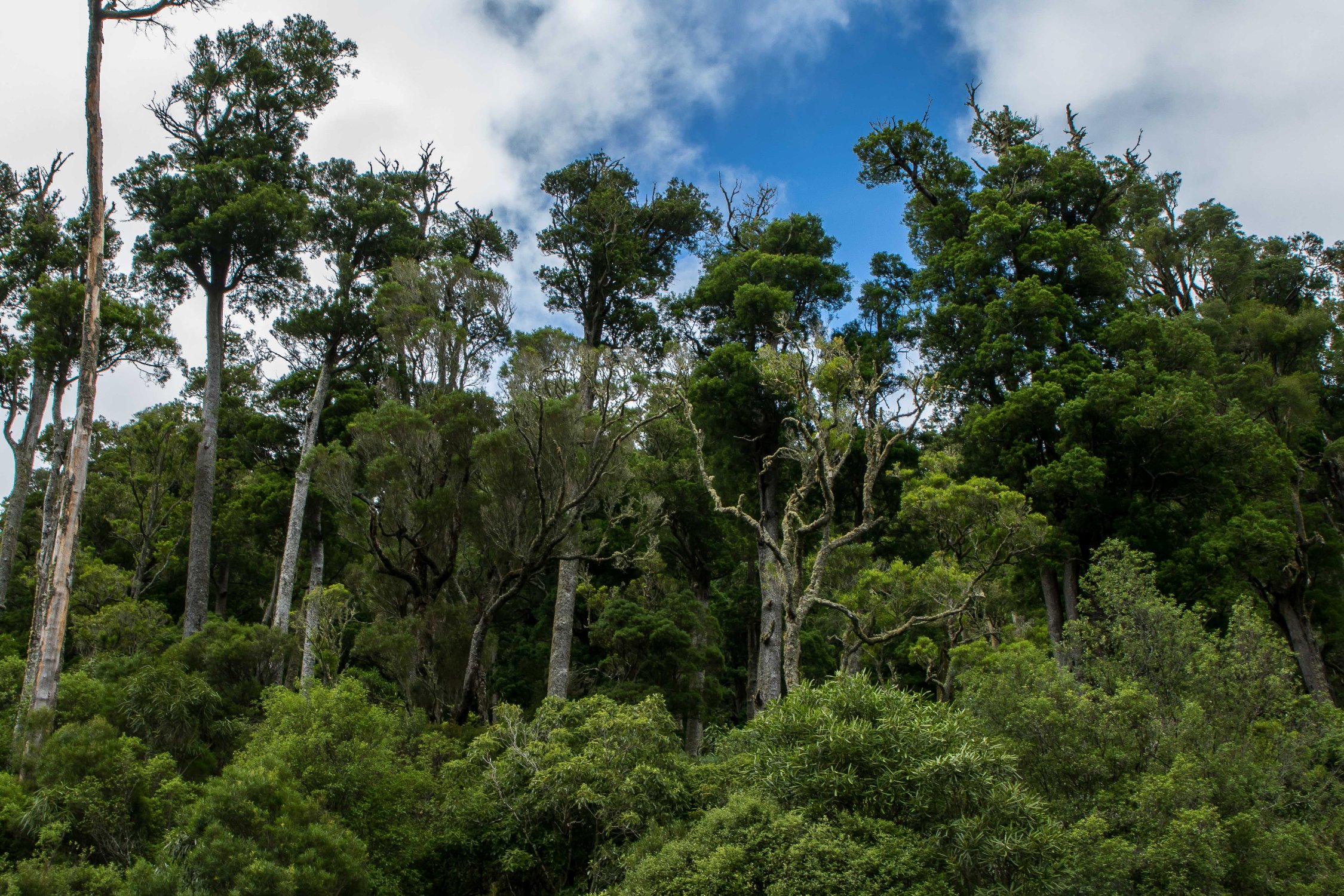 Pohokura,Hawkes Bay,-238.JPG