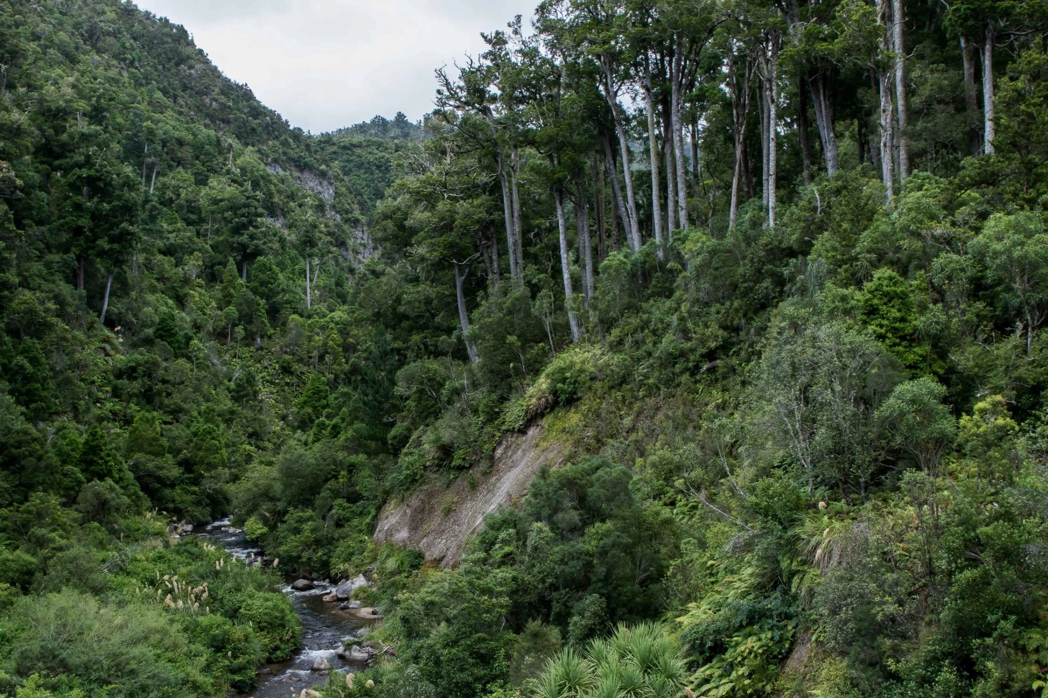 Pohokura,Hawkes Bay,-240a.JPG
