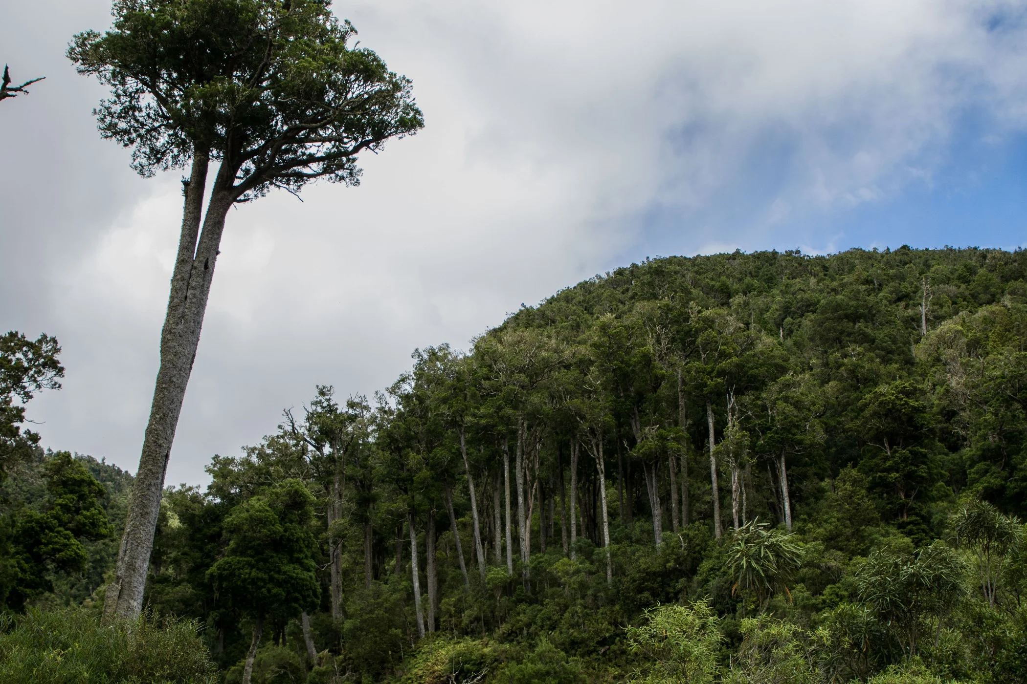 Pohokura,Hawkes Bay,-251.JPG