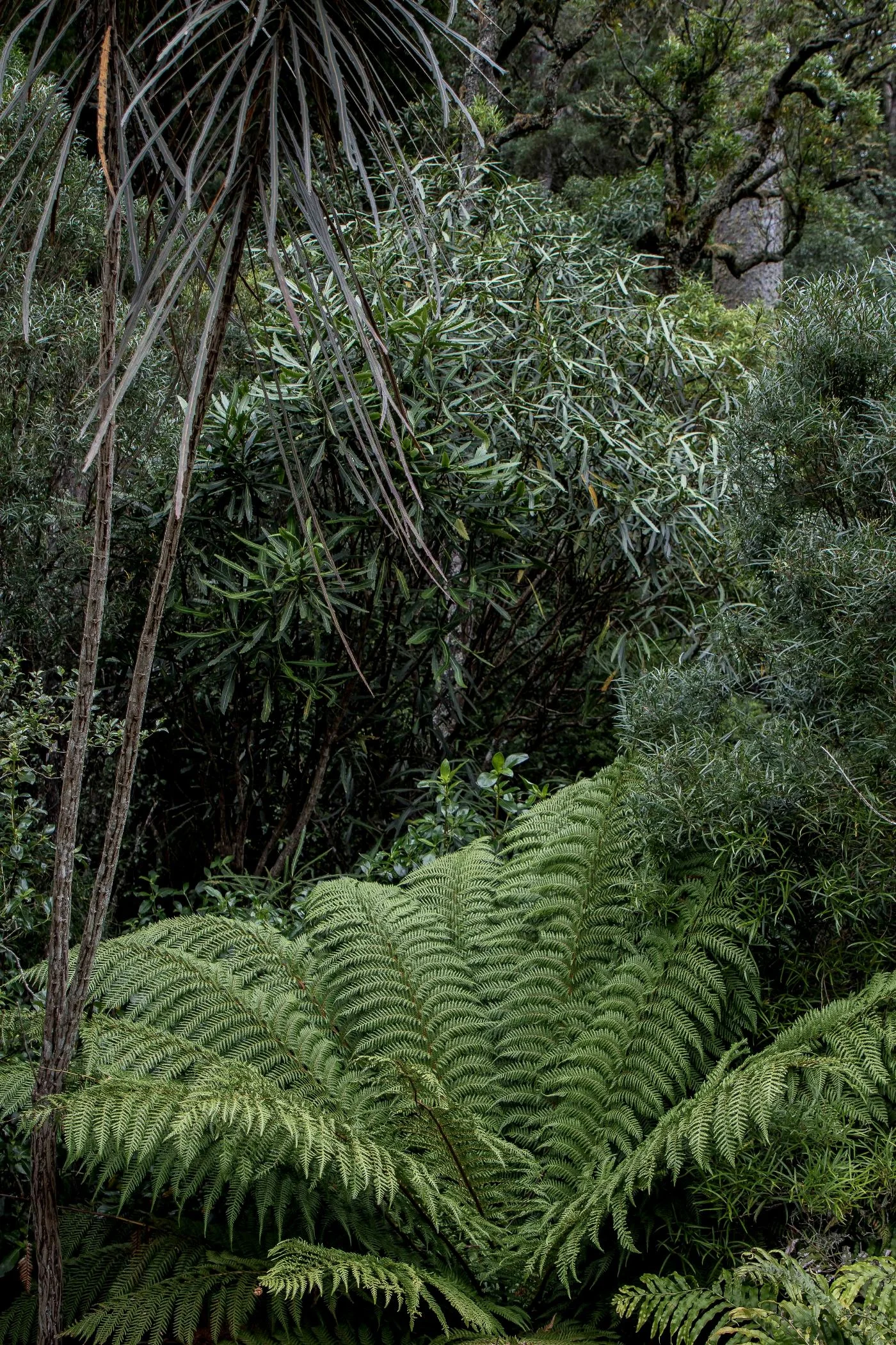 Pohokura,Hawkes Bay,-256.JPG