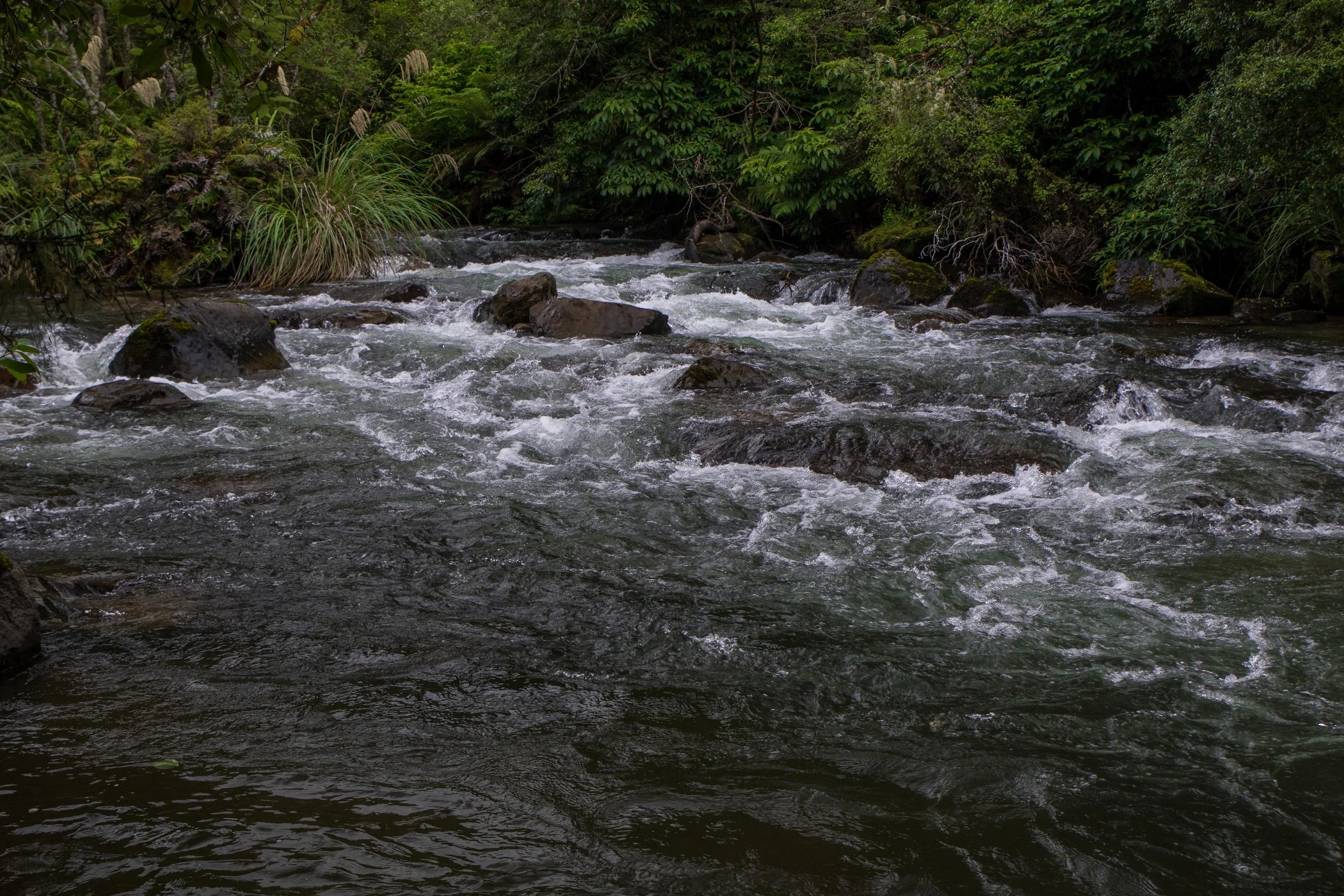 Pohokura,Hawkes Bay,-260.JPG