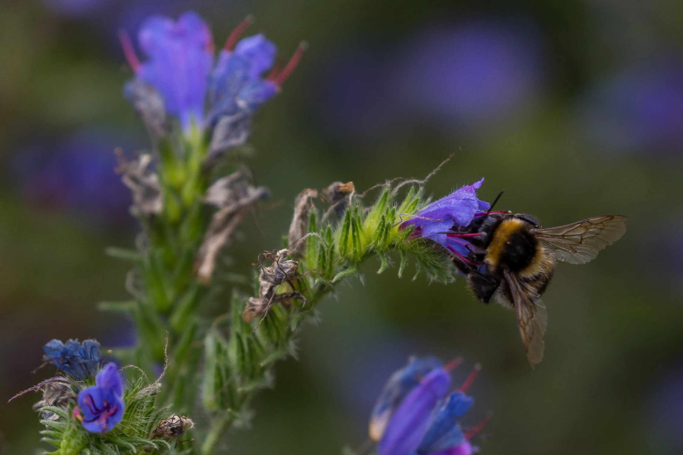 Pohokura,Hawkes Bay,-271.JPG