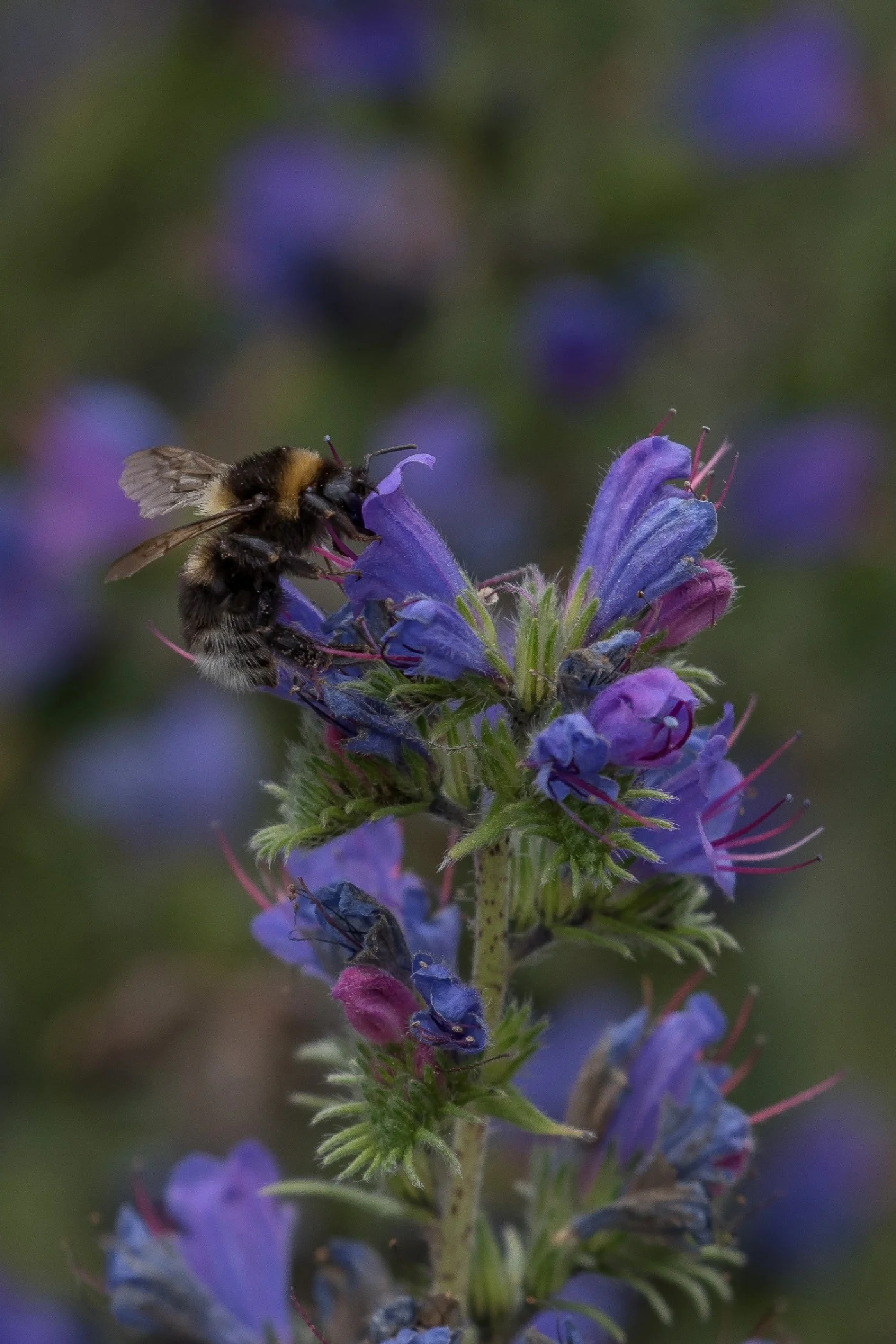 Pohokura,Hawkes Bay,-274.JPG