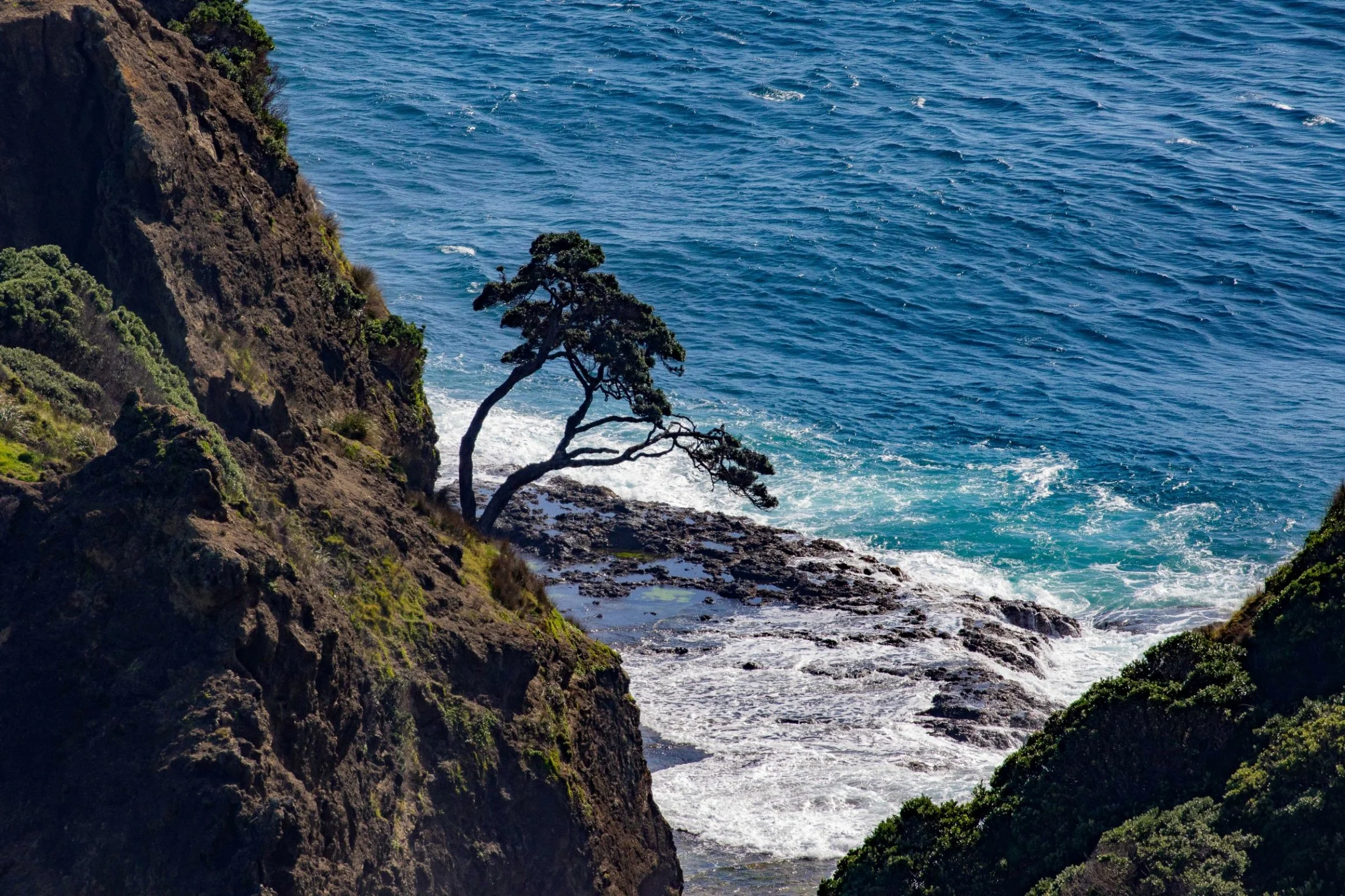 Cape Reinga,Old Pohutukawa Tree,-483.JPG