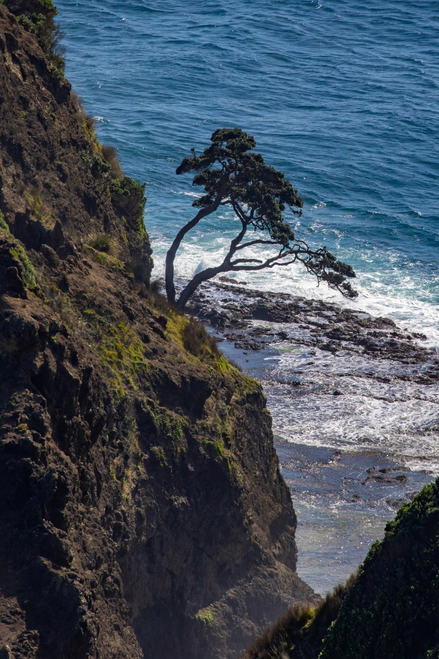 Cape Reinga,Old Pohutukawa Tree,-485.JPG