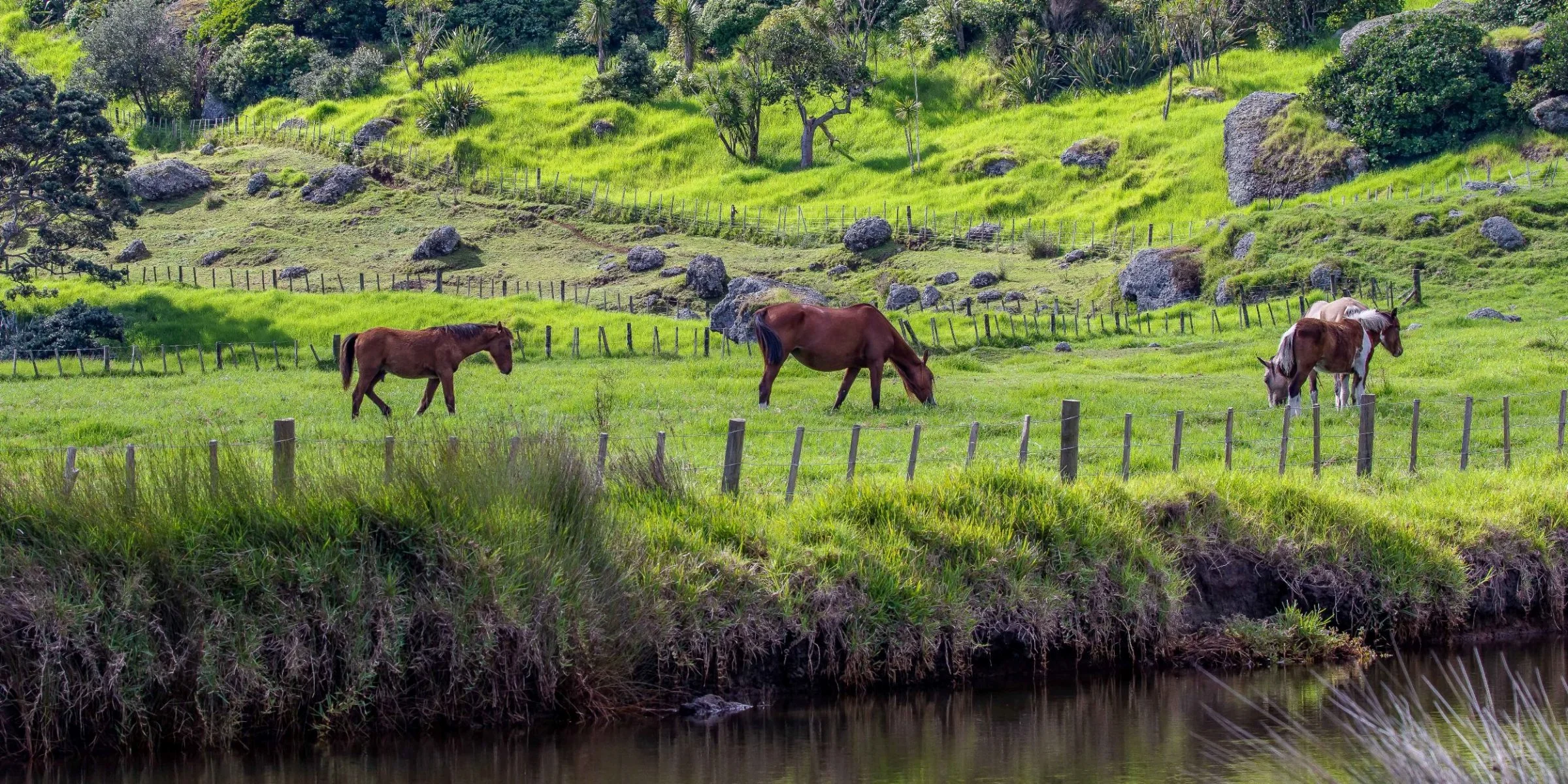 Spirits Bay,-519.JPG