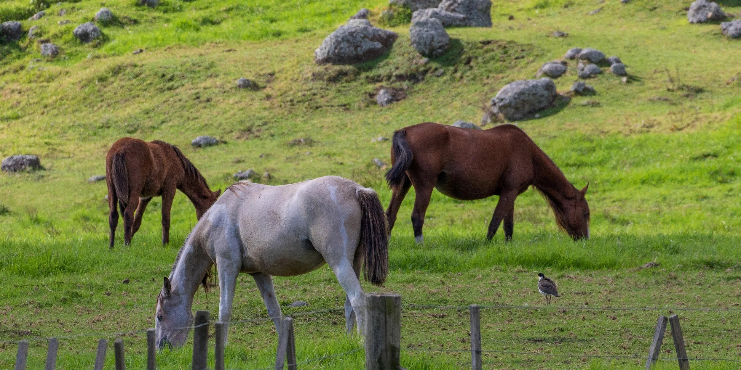Spirits Bay,-525.JPG