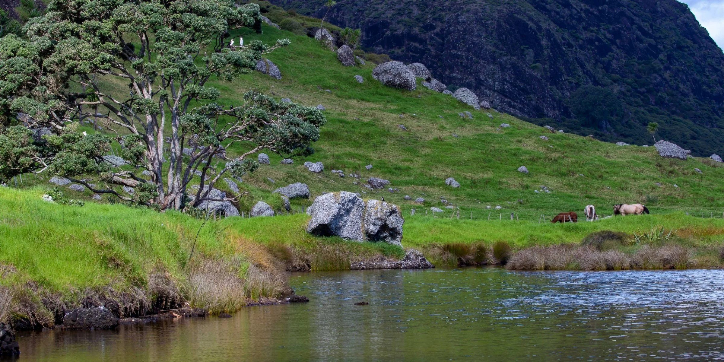 Spirits Bay,-530.JPG