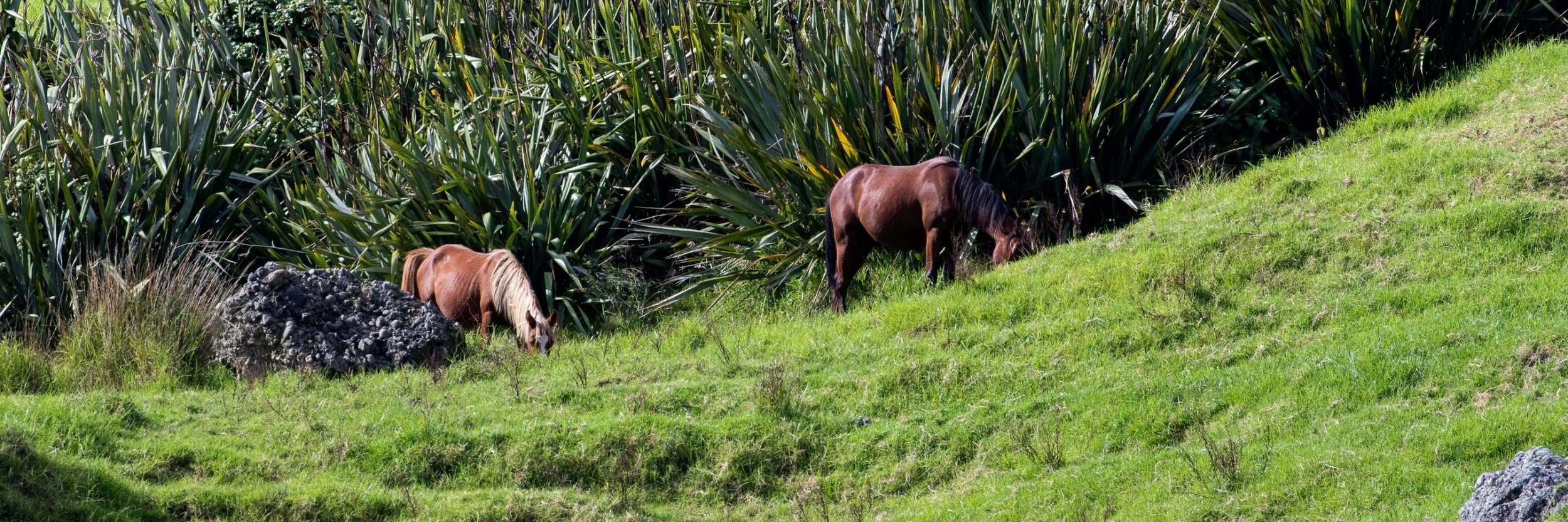 Spirits Bay,-526.JPG