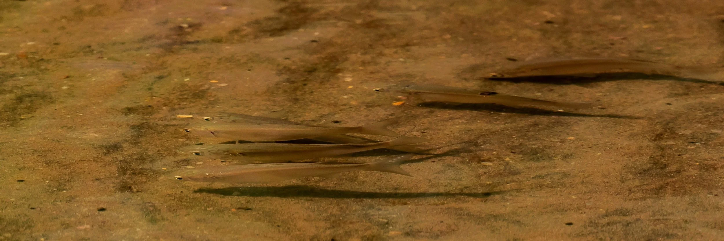 Spirits Bay,-535.JPG